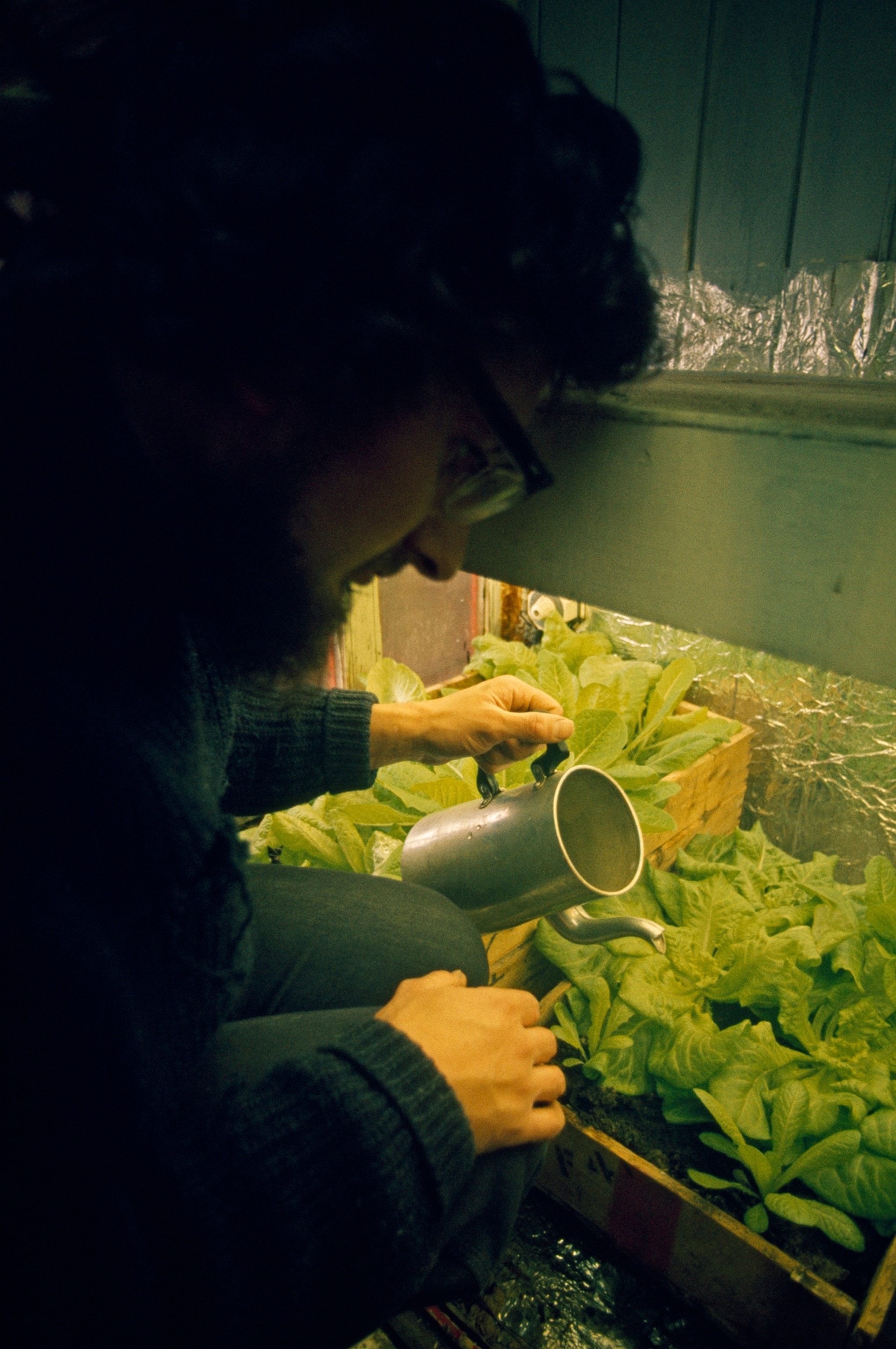 Lettuce thrives under artificial light at Britain's Argentine Islands Station. Scientists at other Antarctic posts cultivate similar gardens, which occupy idle hours, remind them of warmer lands, and refresh palates jaded by tinned and frozen foods.