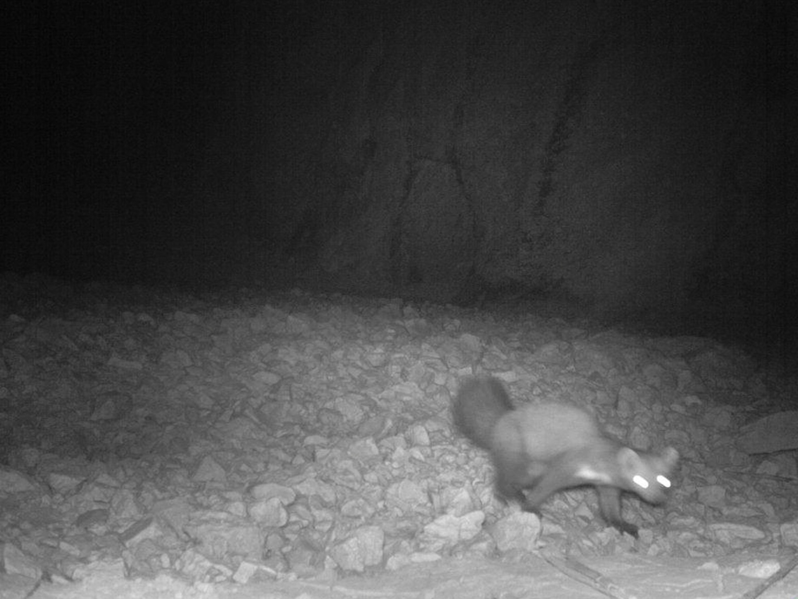 Stone marten picture: animal found recently via camera trap in Afghanistan