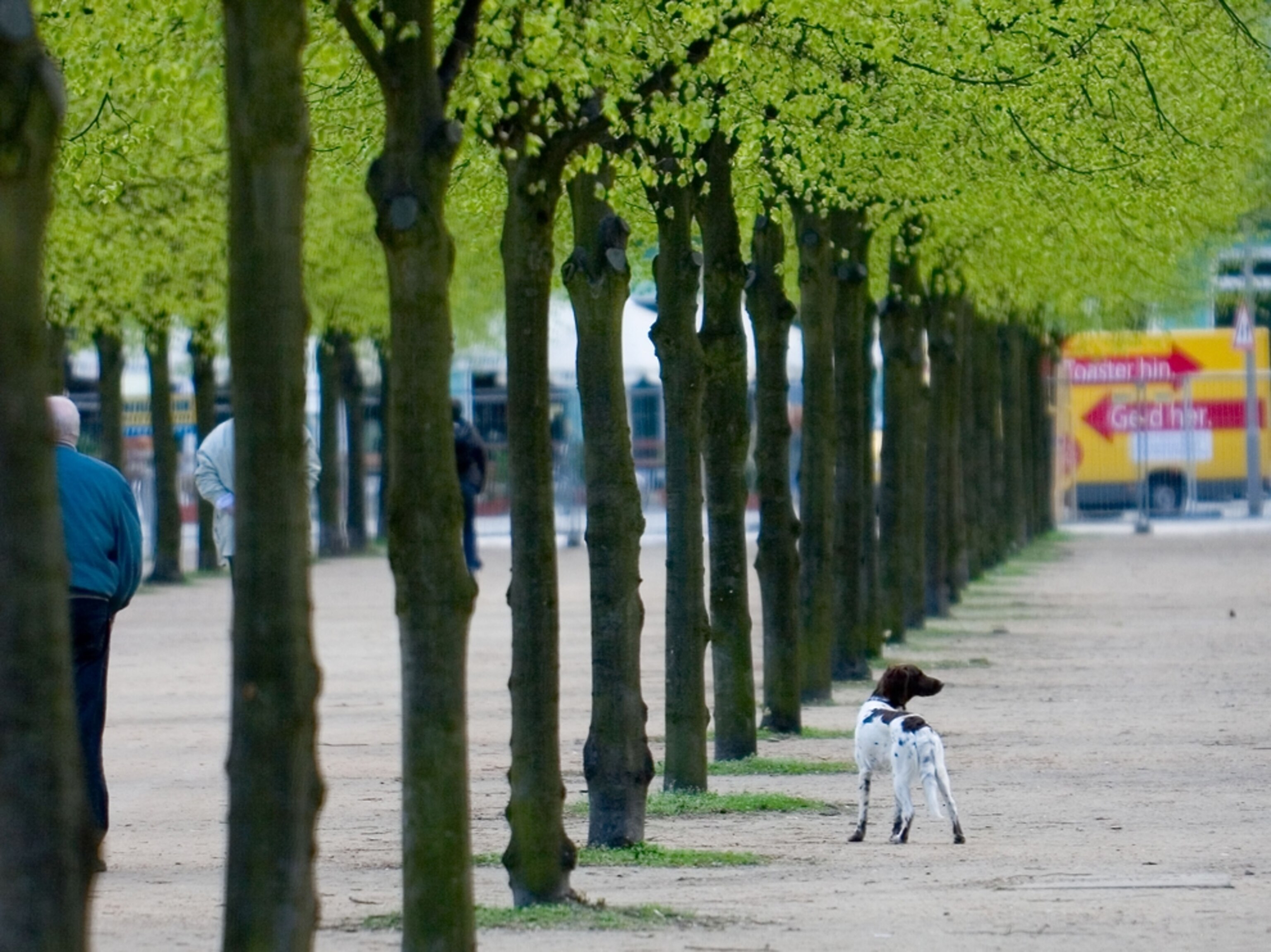 Dog on Unter den Linden
