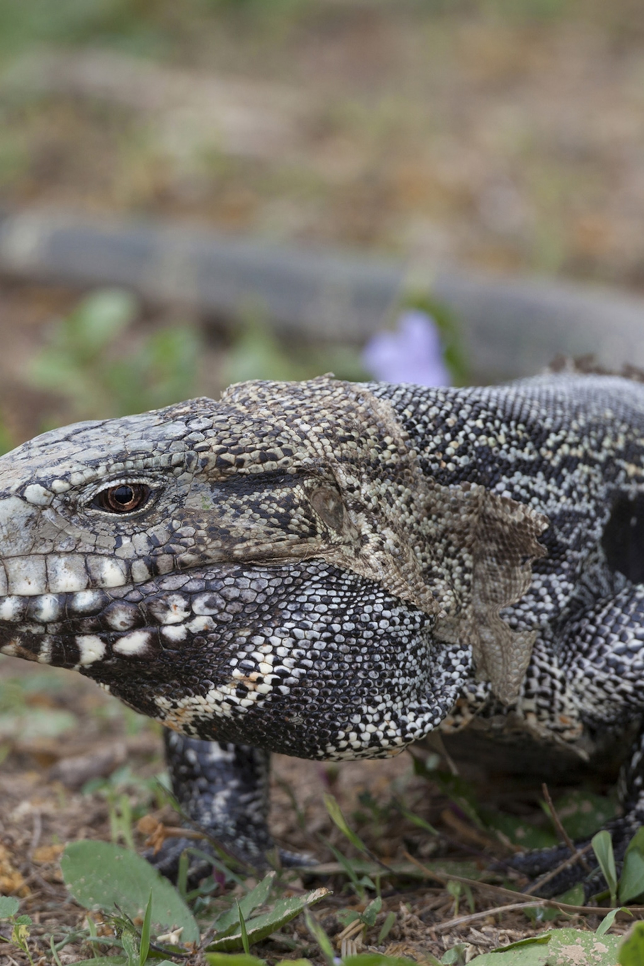 exotic animals las vegas