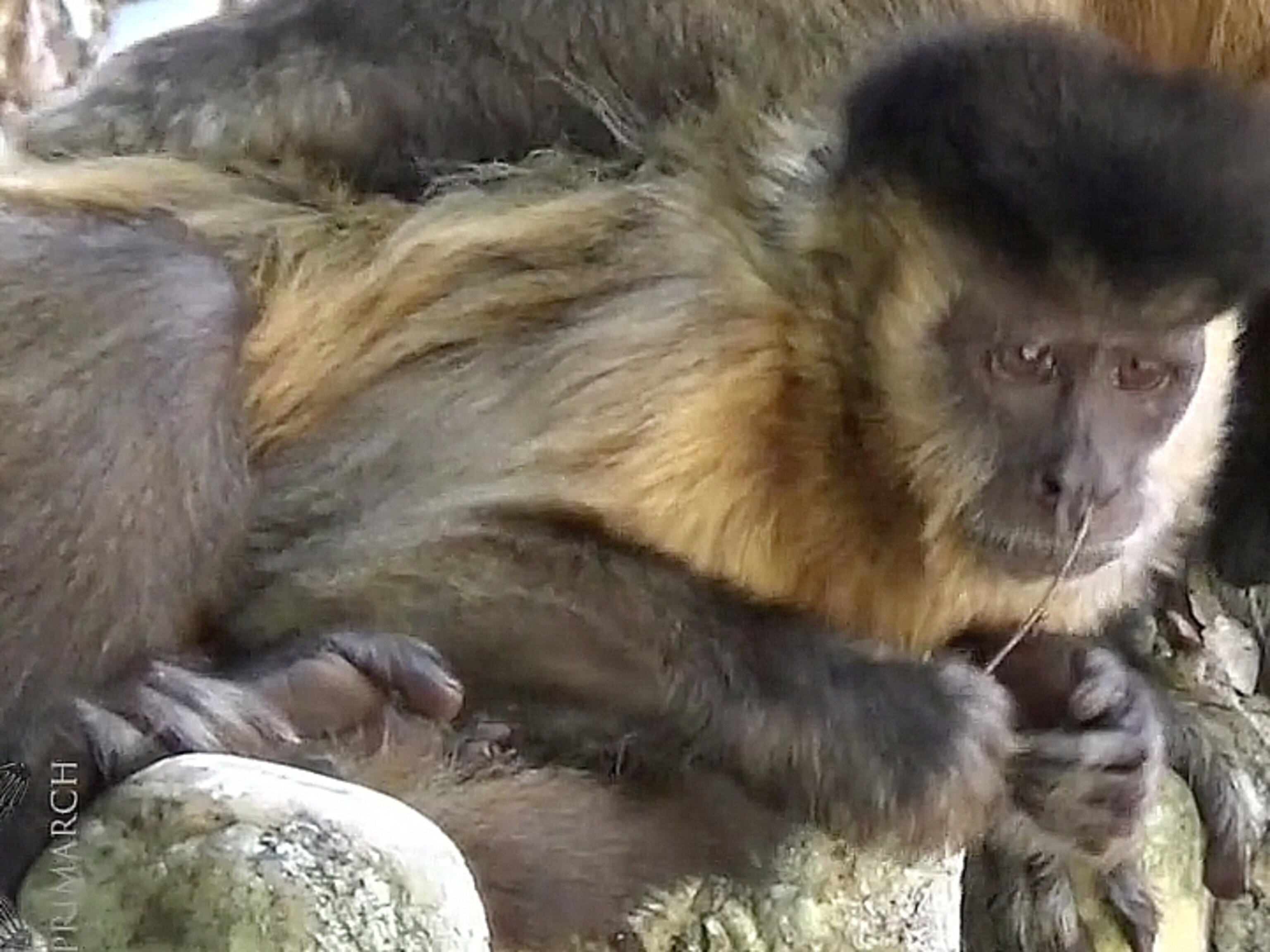 Do Animals Blow Their Noses