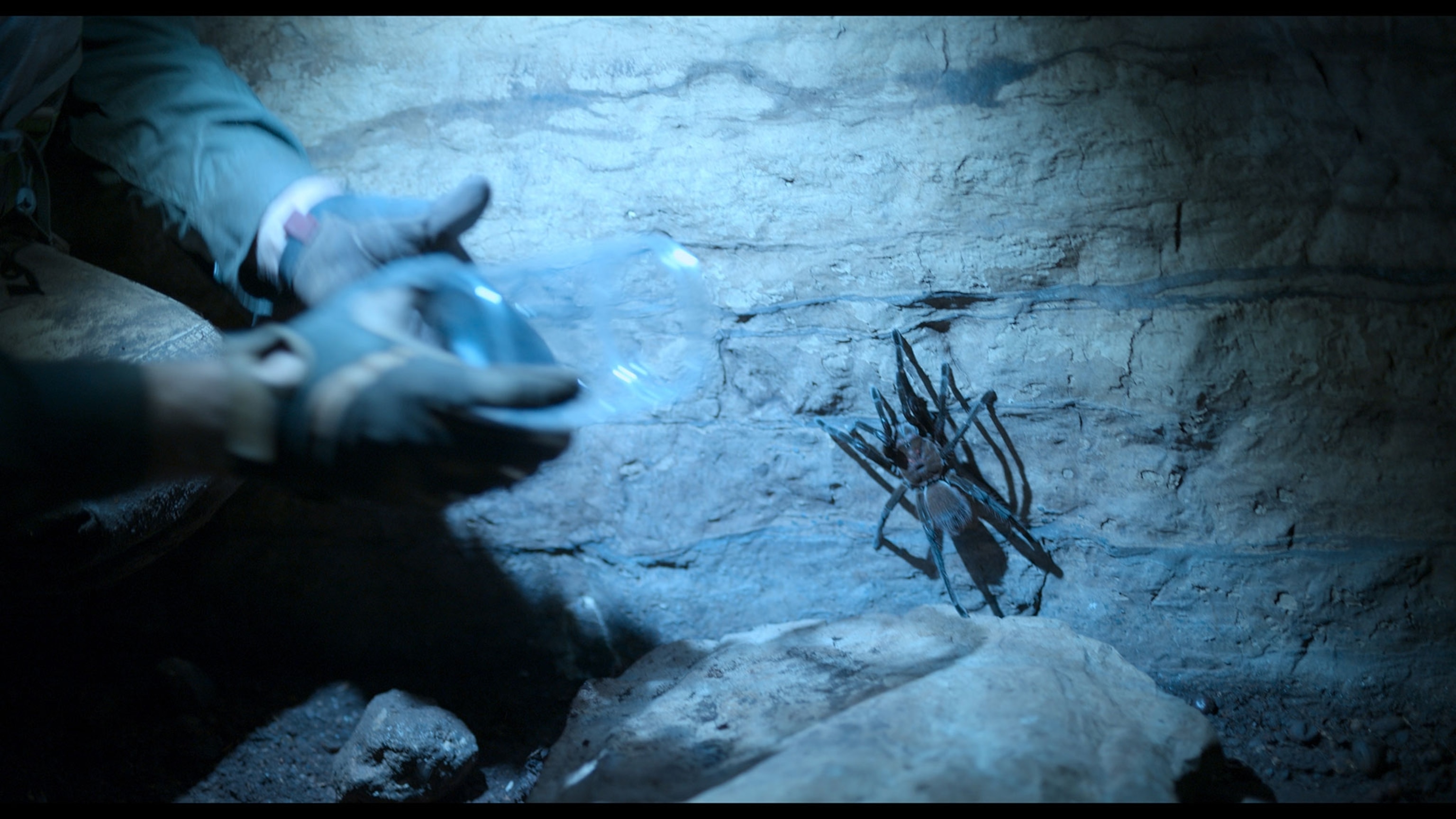A tarantula on a cave wall.