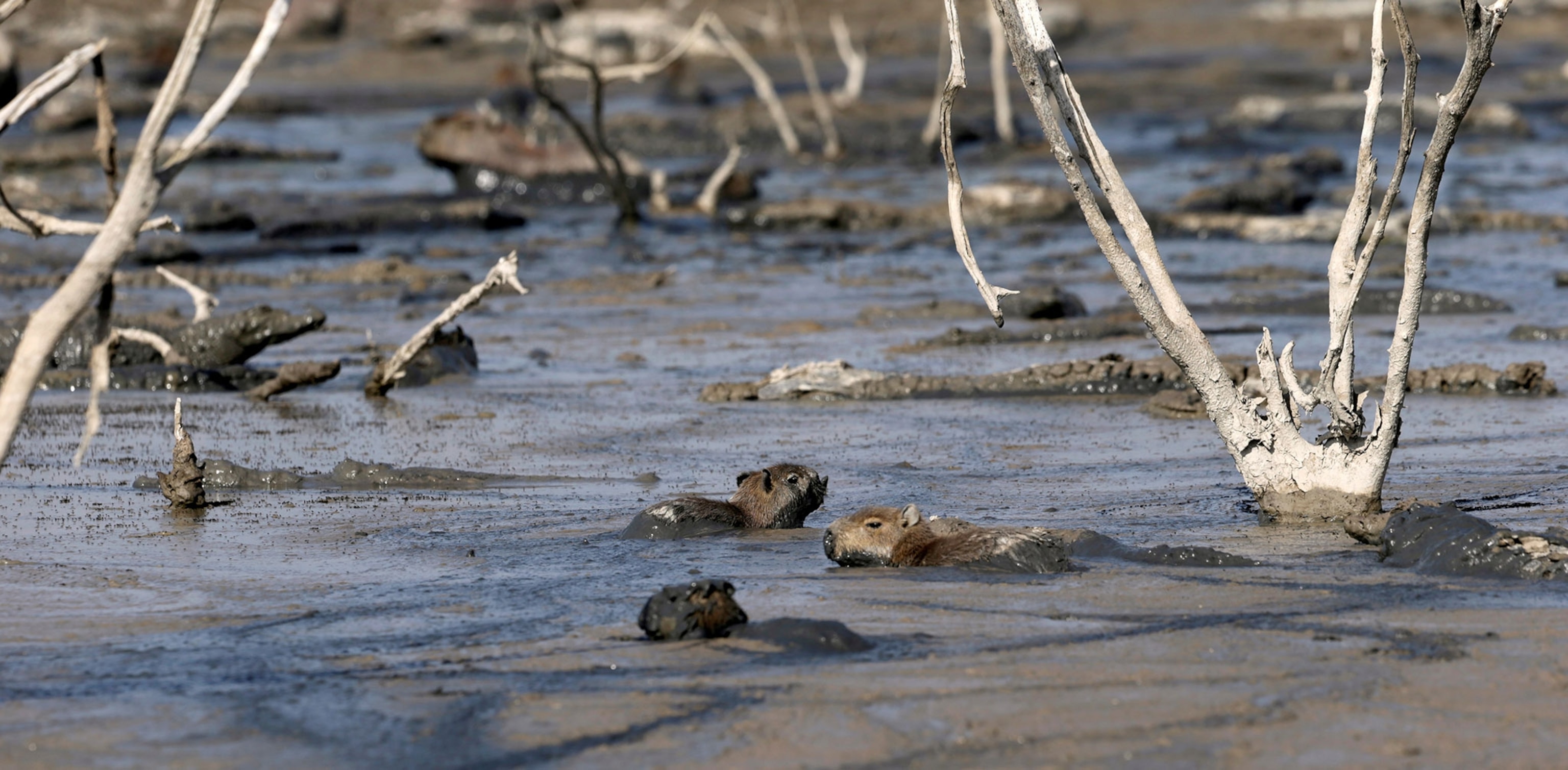 capybaras and caimans stuck in mud in Paraguay