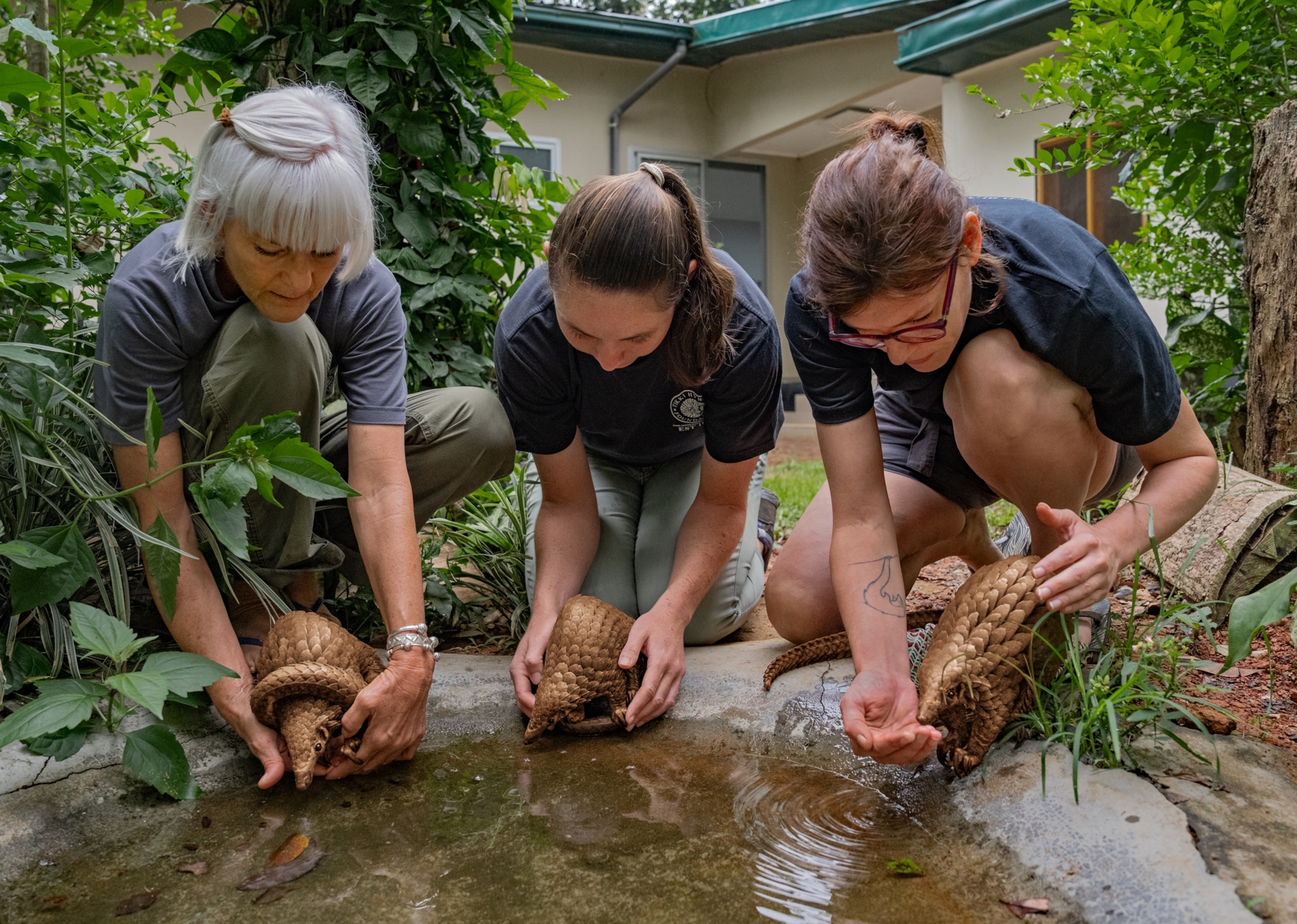 Three people wearing matching blue t-shirts crouch down in front of a small concrete pool of water. In each of their hands is a brown pangolin that they guide to the water.