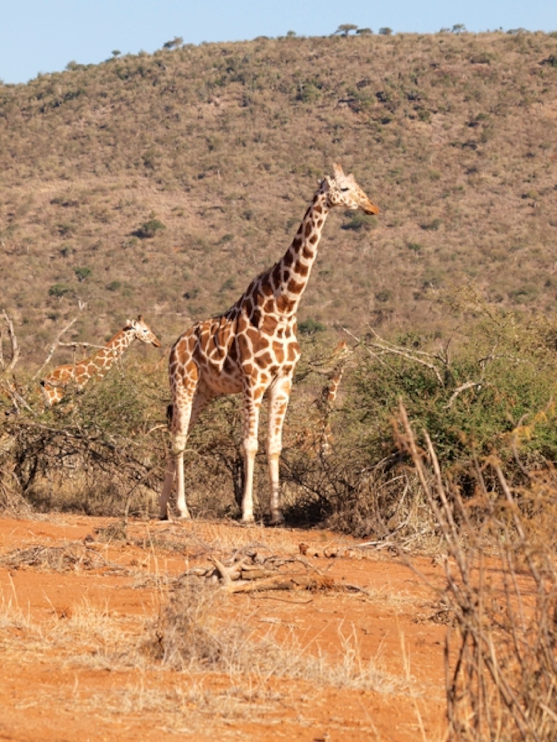 Giraffes on Masai Mara, Kenya, Africa