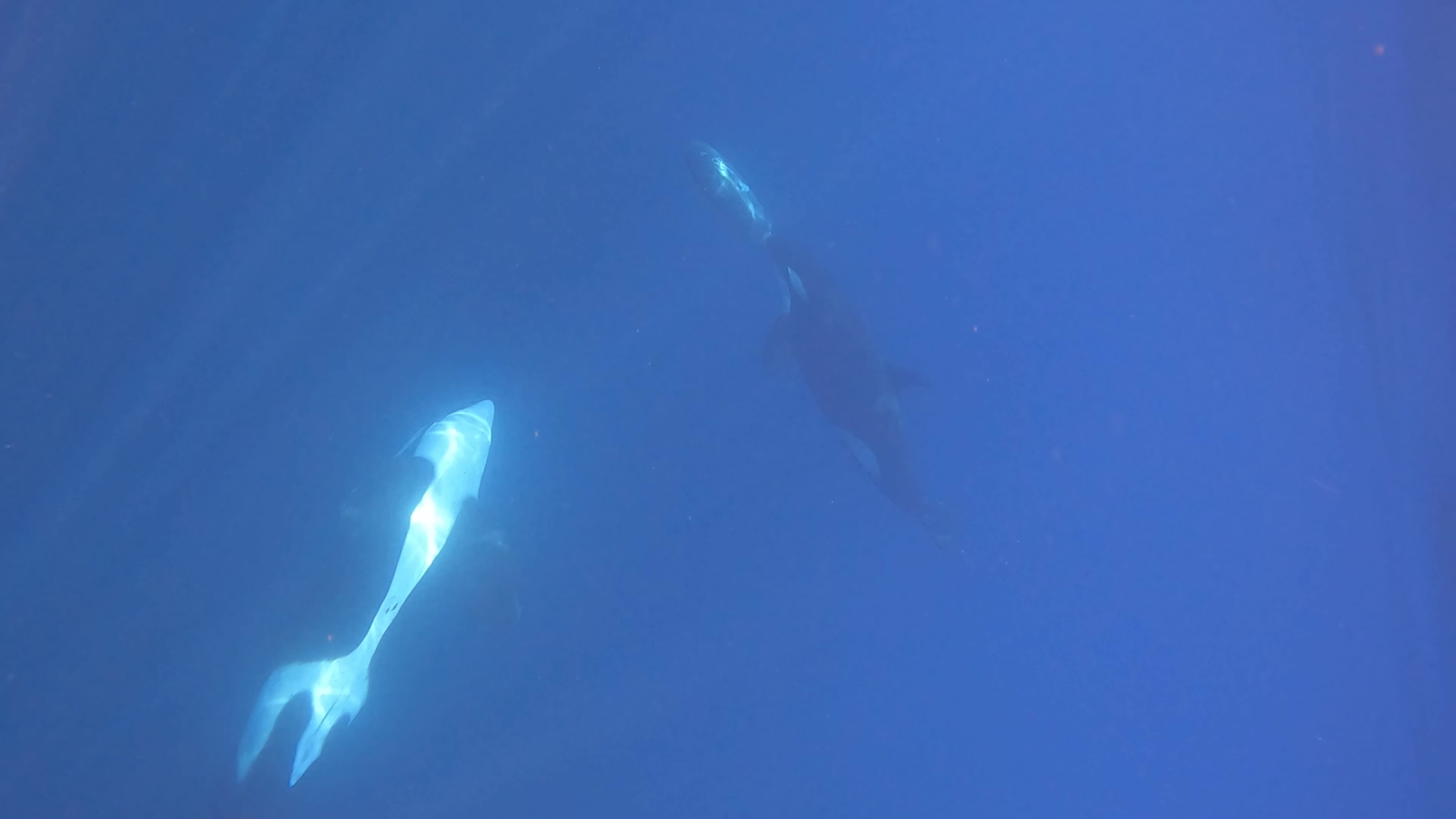 One orca held a sunfish by the tail. Another smashed it to smithereens.
