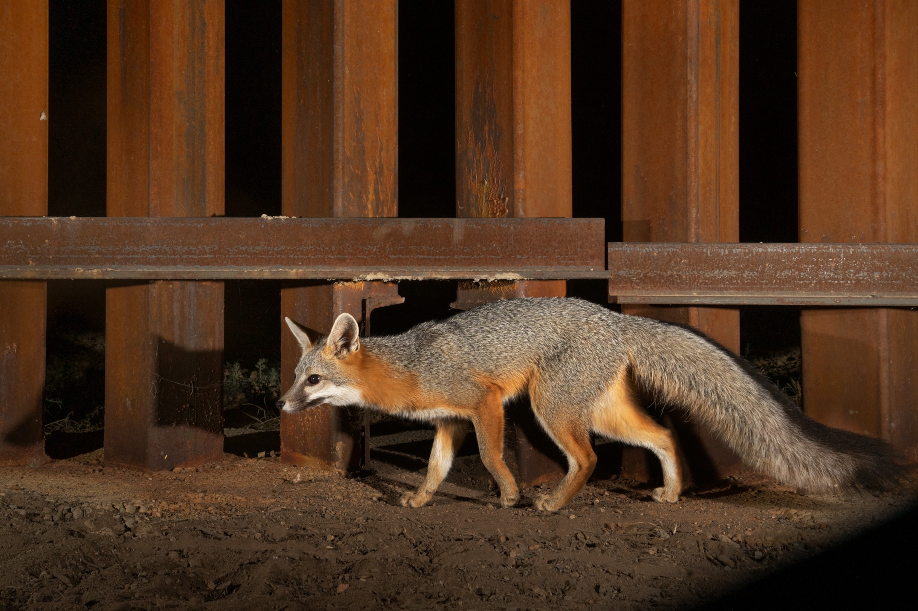Animals walk beside the steel-slatted wall being built along the border between the United States and Mexico.