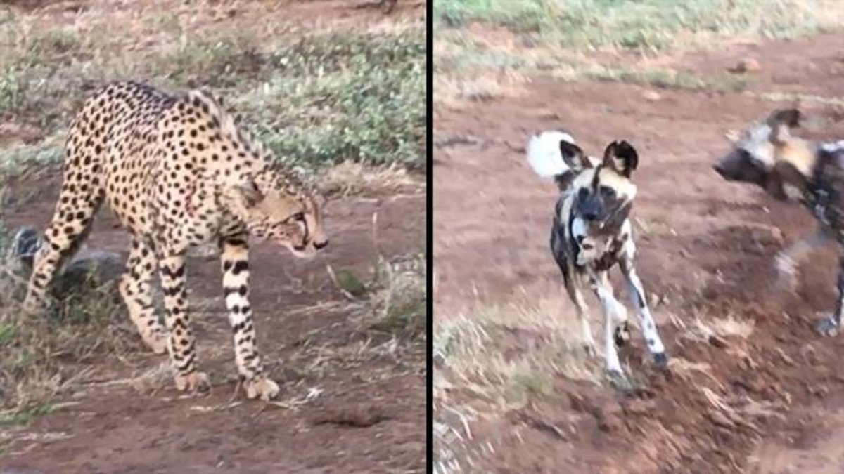 Wild African Painted Dogs Steal Cheetah Kill Video