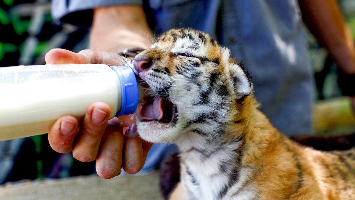 Are Wildlife Sanctuaries Good for Animals?