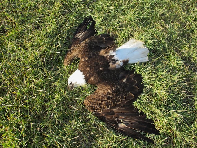 More Bald Eagles Have Died Mysteriously This bald eagle is one of 13 found dead on a farm in Maryland in February. Photograph by Maryland Natural Resources Police