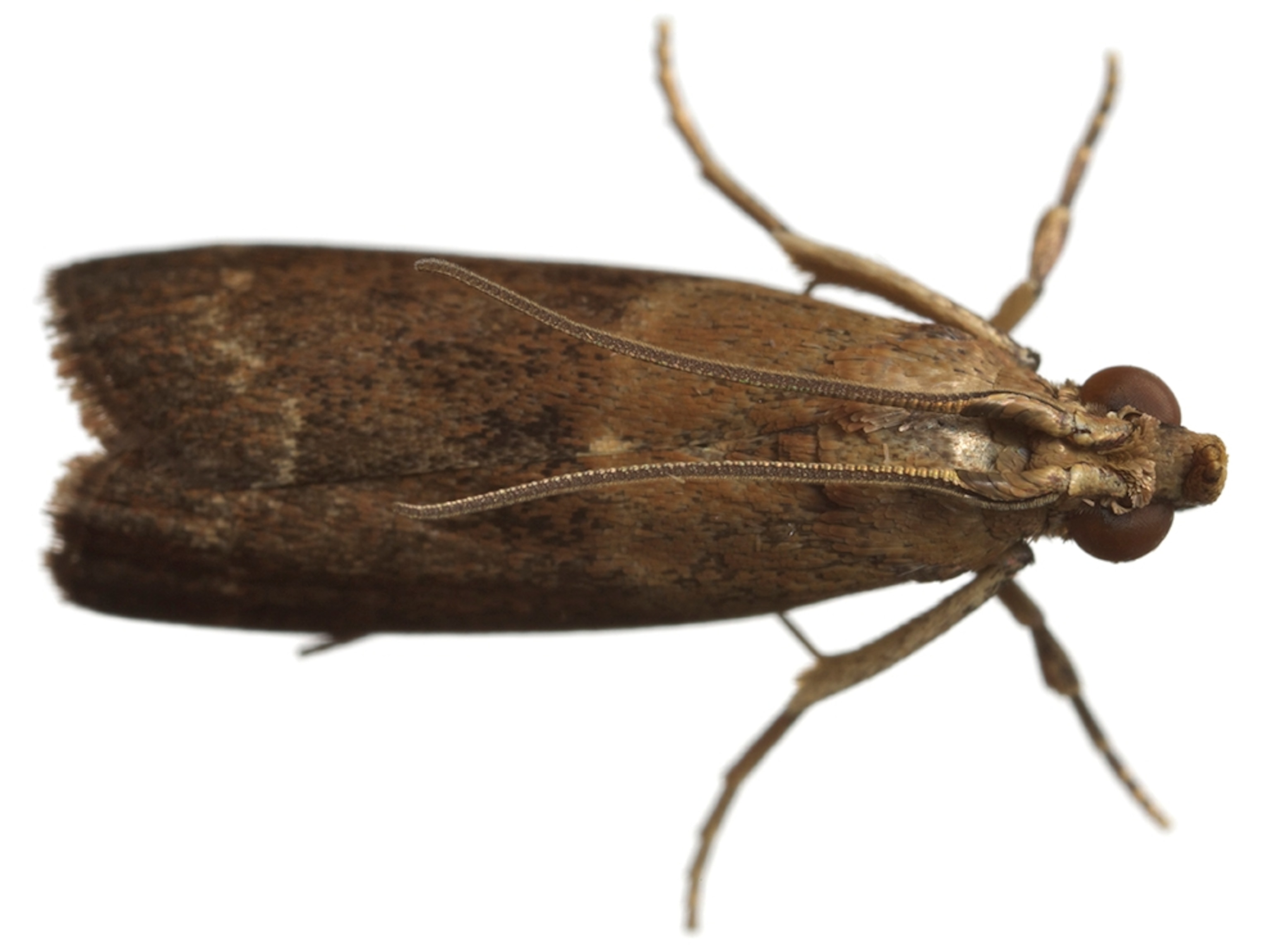 Common Name: Almond moth, Scientific Name: Cadra cautella, Magnification: 2.5x,