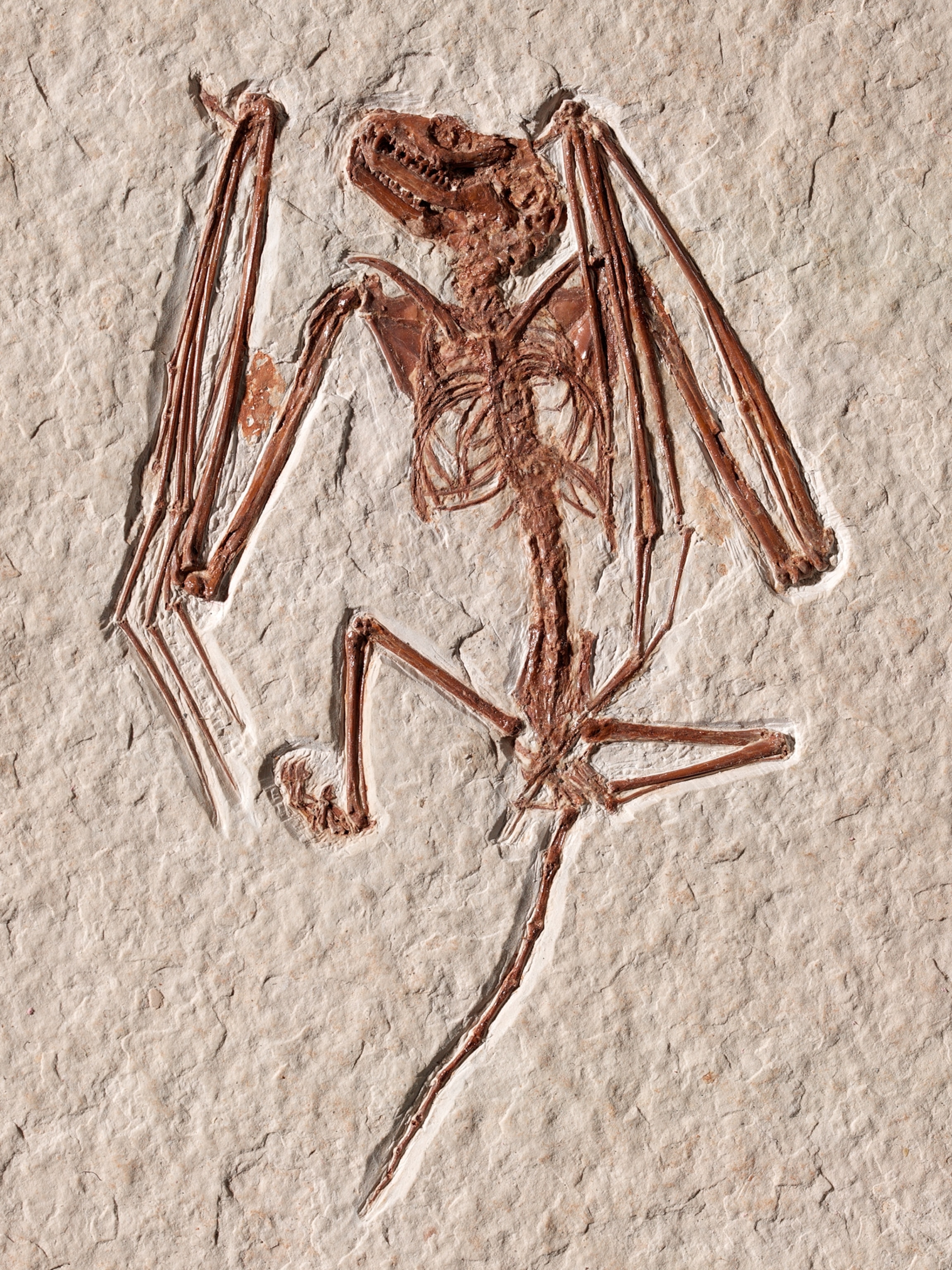 52millionyearold bat skeletons are the oldest ever—and tell a