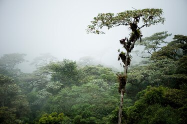 the cloud forest