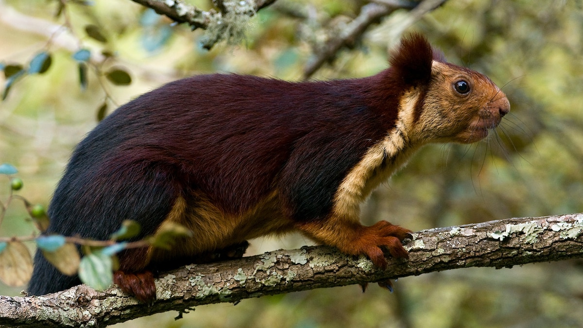 Giant purple squirrels do exist—and they have an odd behavior