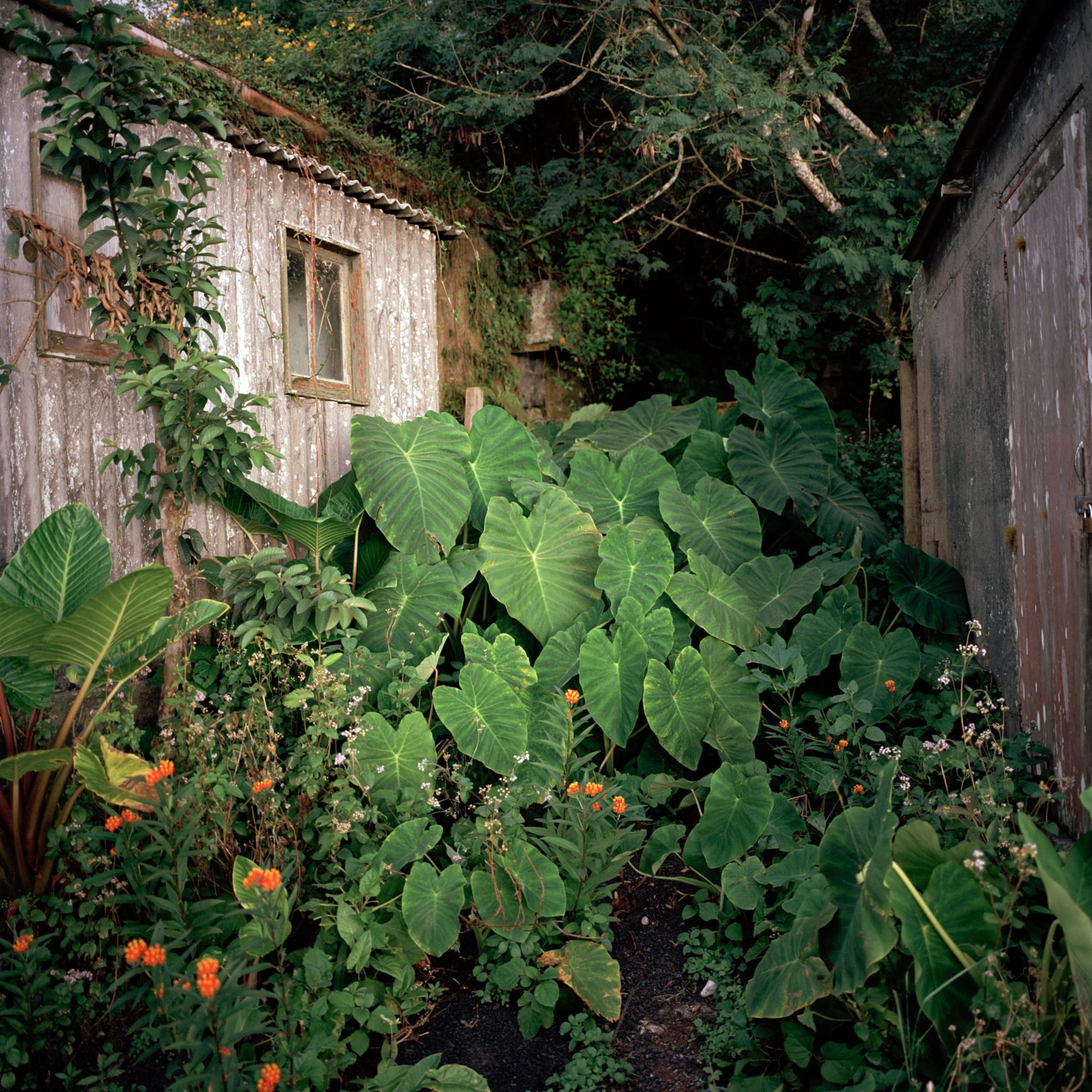 overgrowth on work shed