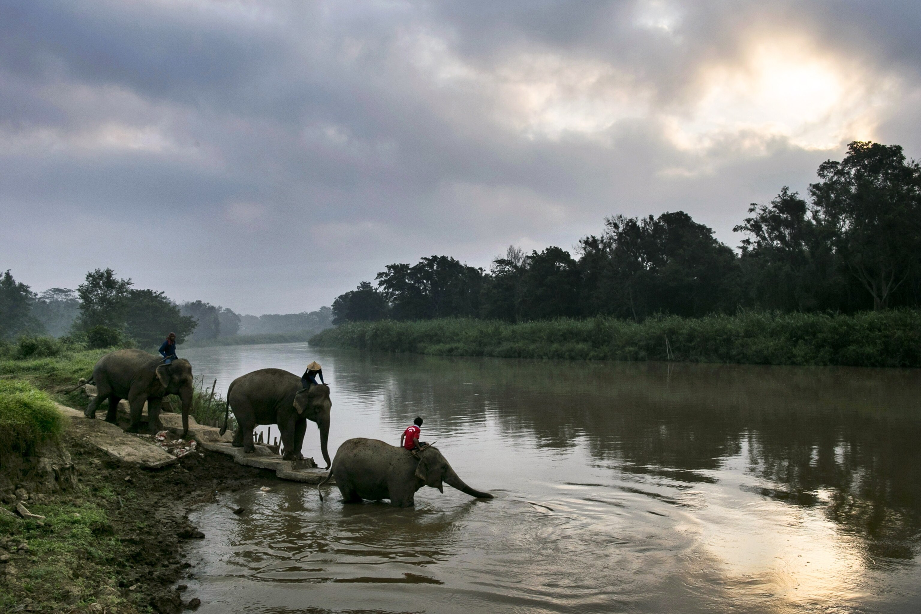 Elephant picture - animals involved in the production of Black Ivory Coffee bathe in the morning
