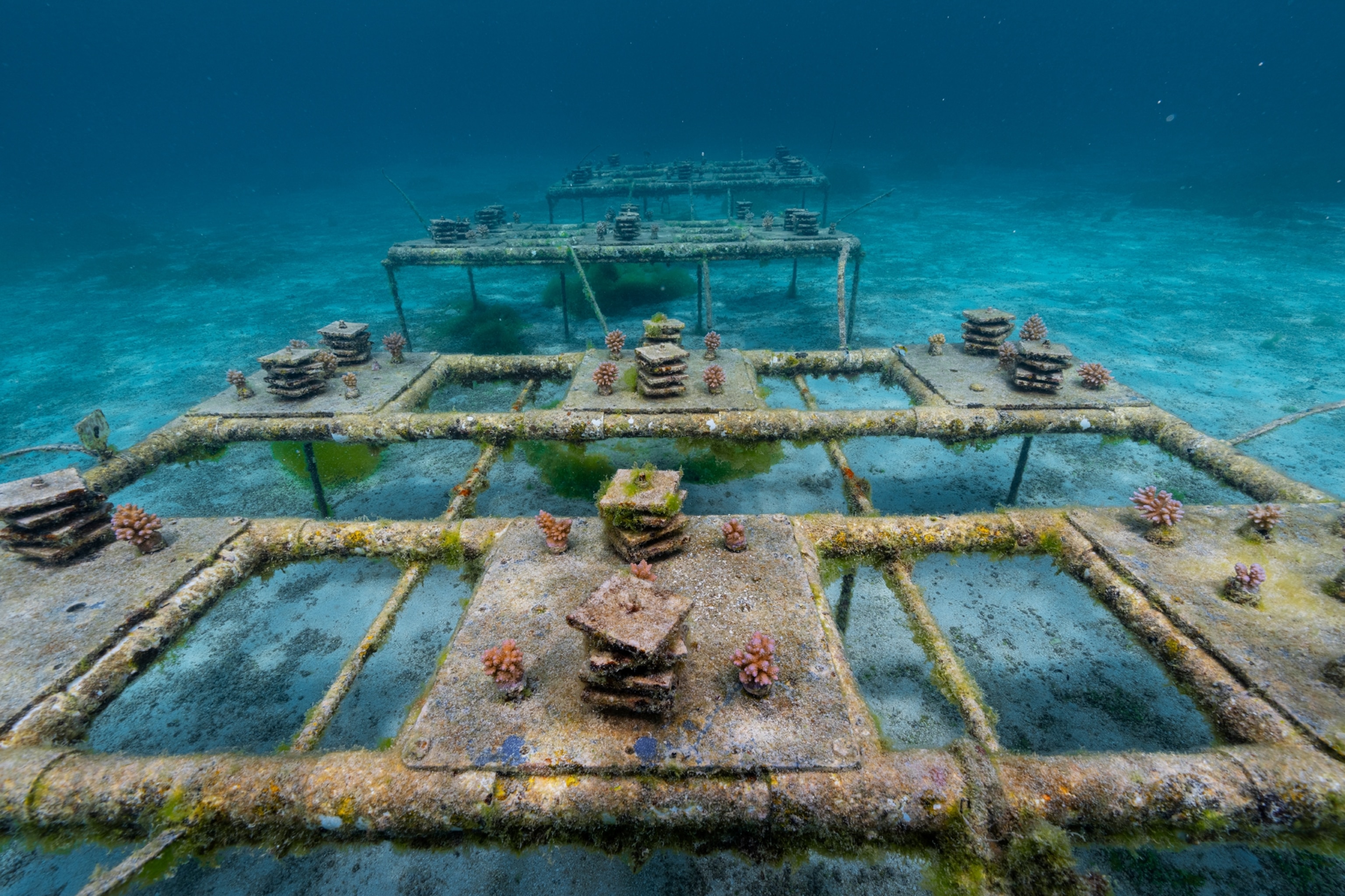 The tables made of pipes in the coral nursery