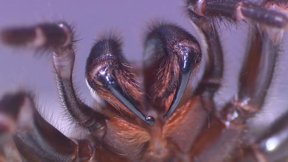 Sac Full of Deadly Funnel Web Spiders Opened, Milked for Venom in Australia