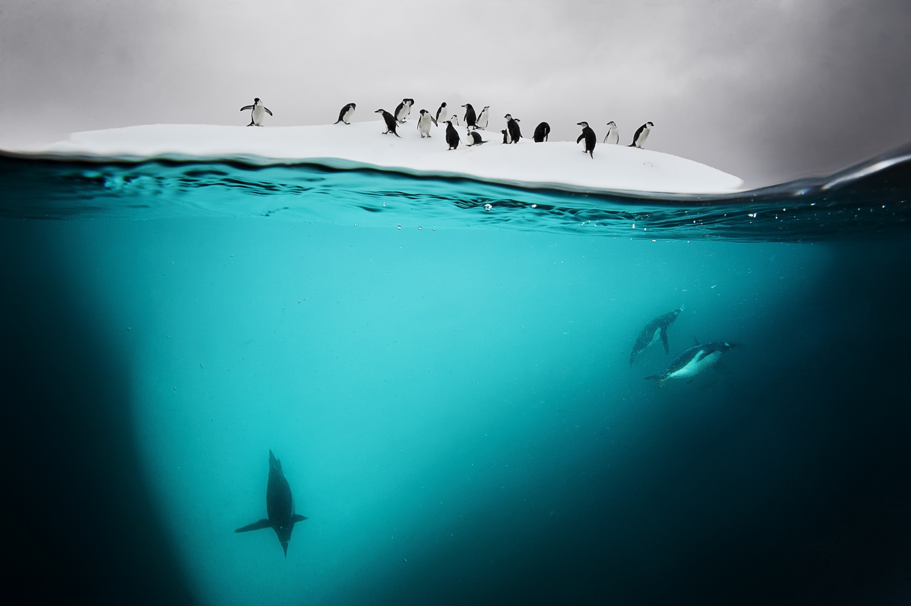 a group of chinstrap penguins at a small ice floe called