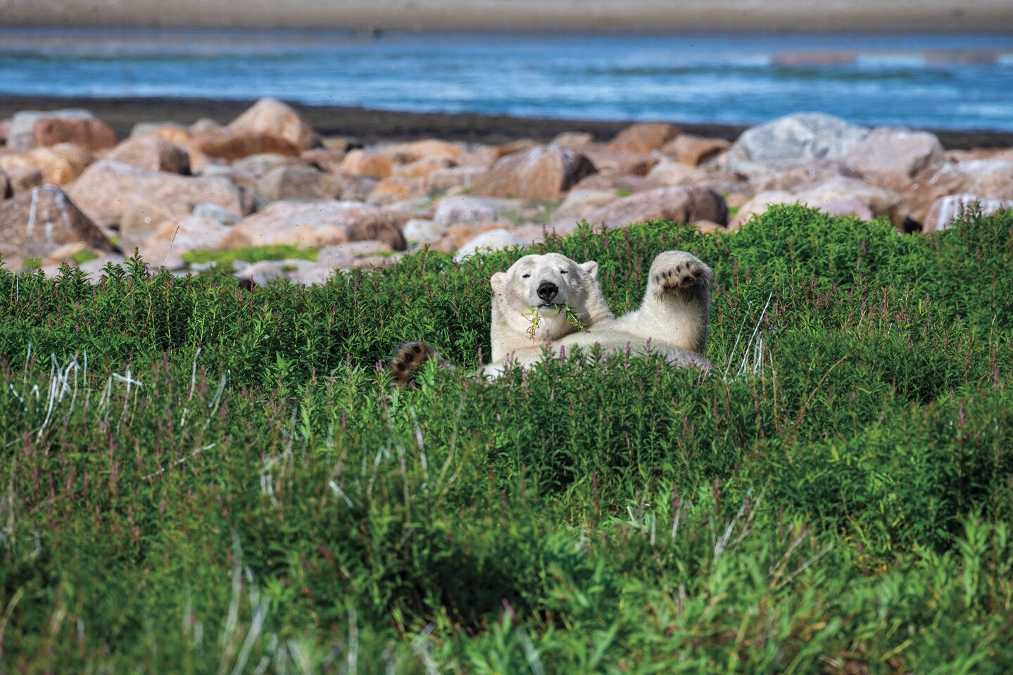 Picture of large bear in its back looking at the camera from tall grass.