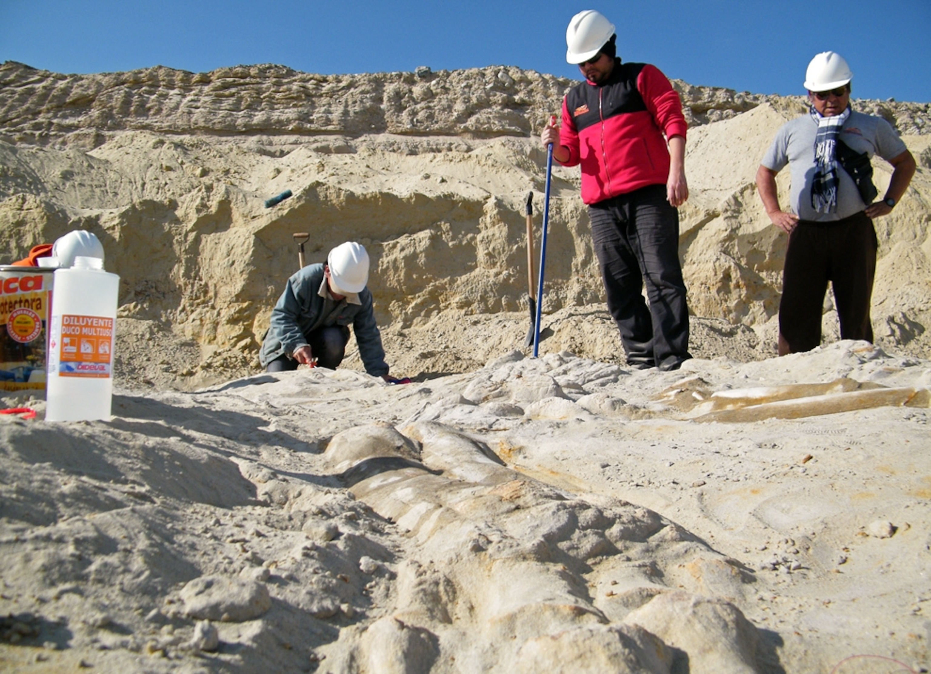 Whale picture: fossil found in prehistoric 'graveyard' in Chile