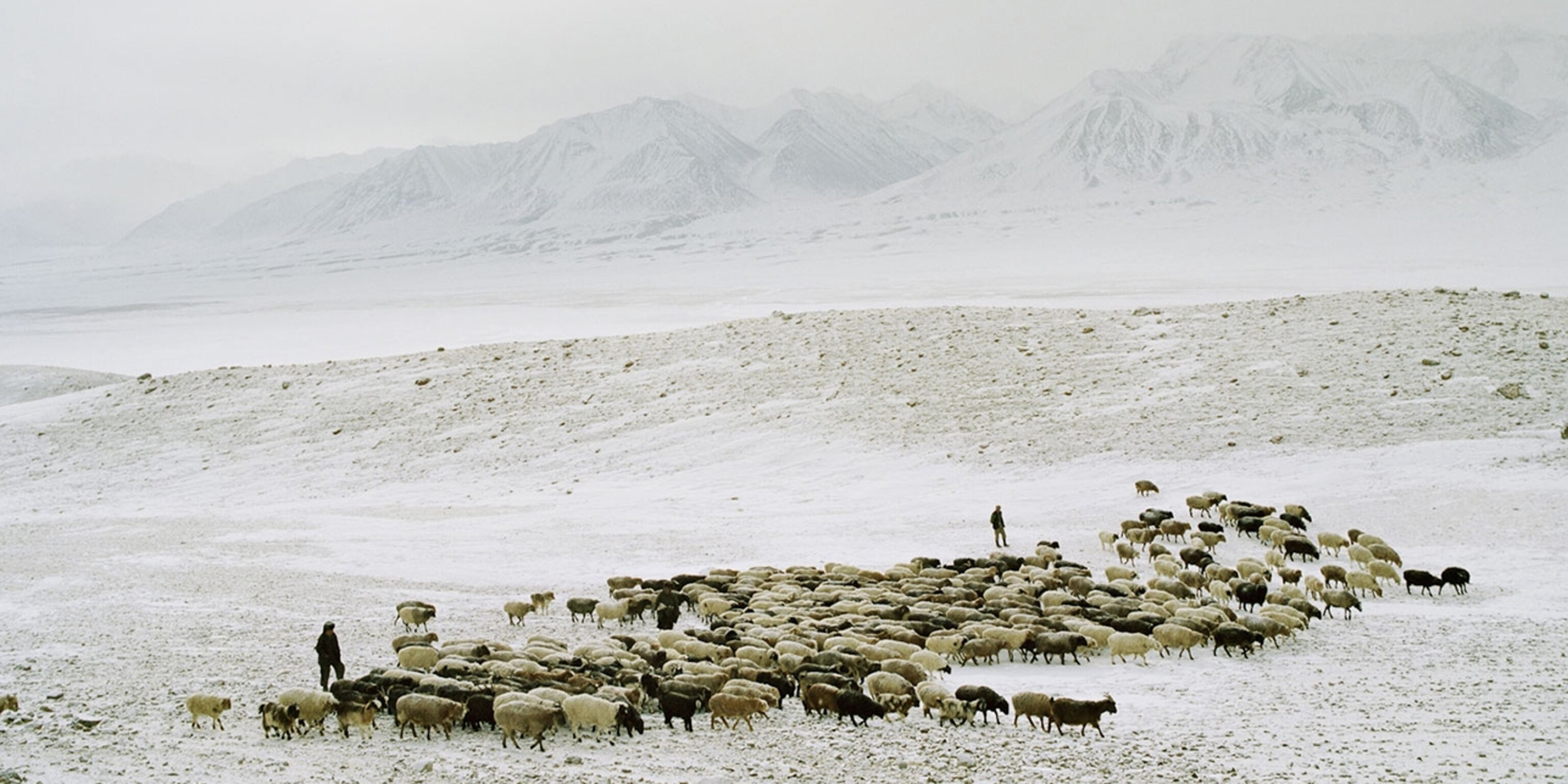 We Are What We Eat: The High Altitude Diet of Afghanistan’s Nomads