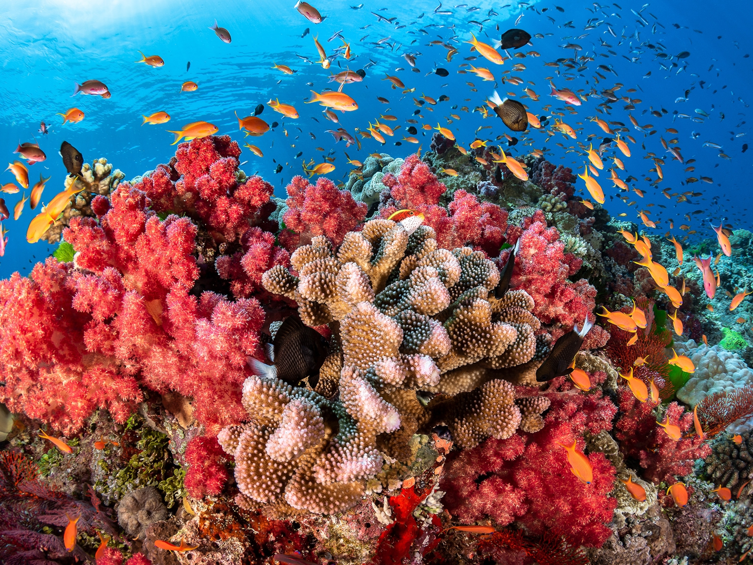 Plastic pollution on the world's coral reefs