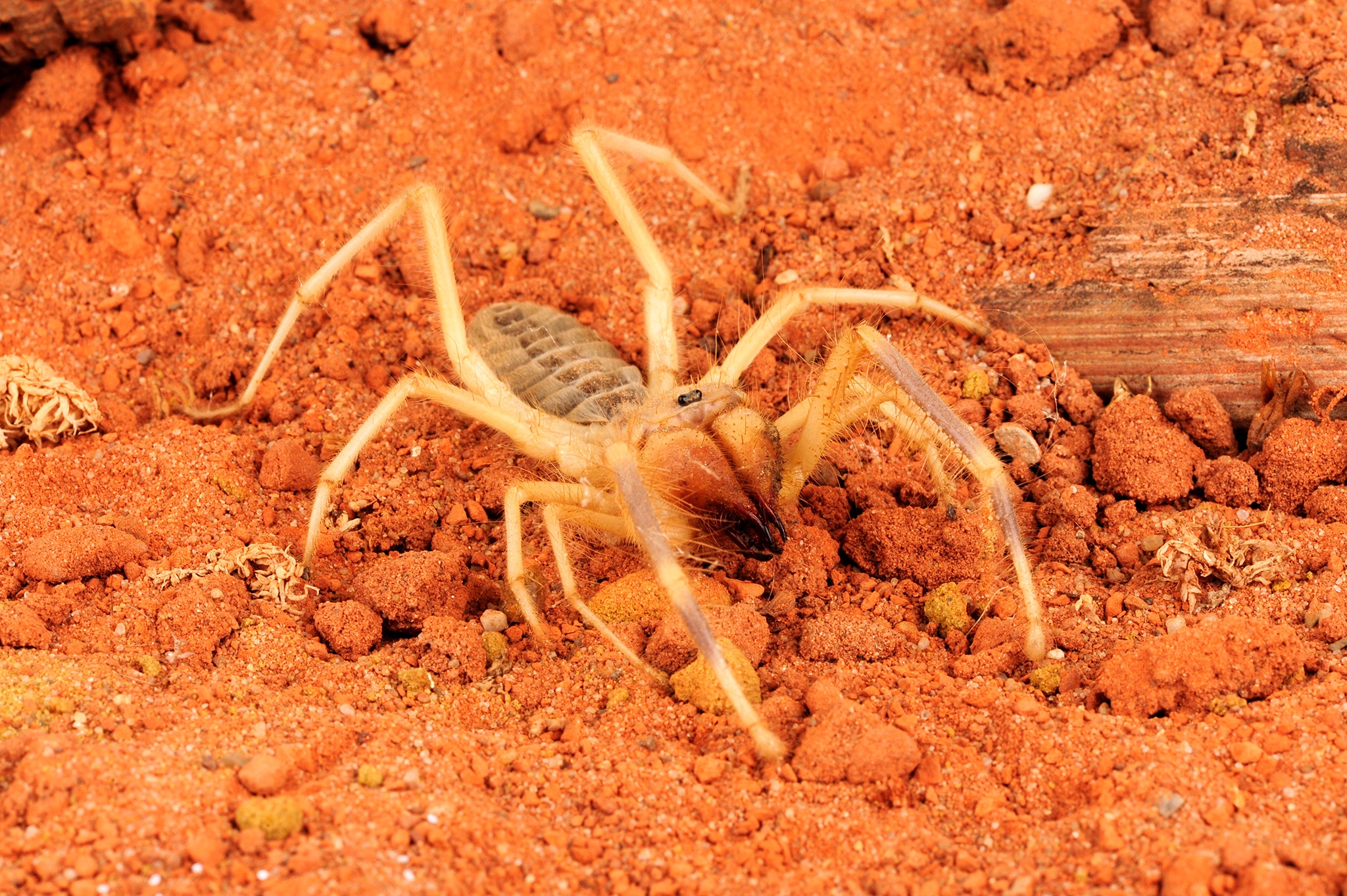Camel Spider National Geographic Camel Spider National Geographic