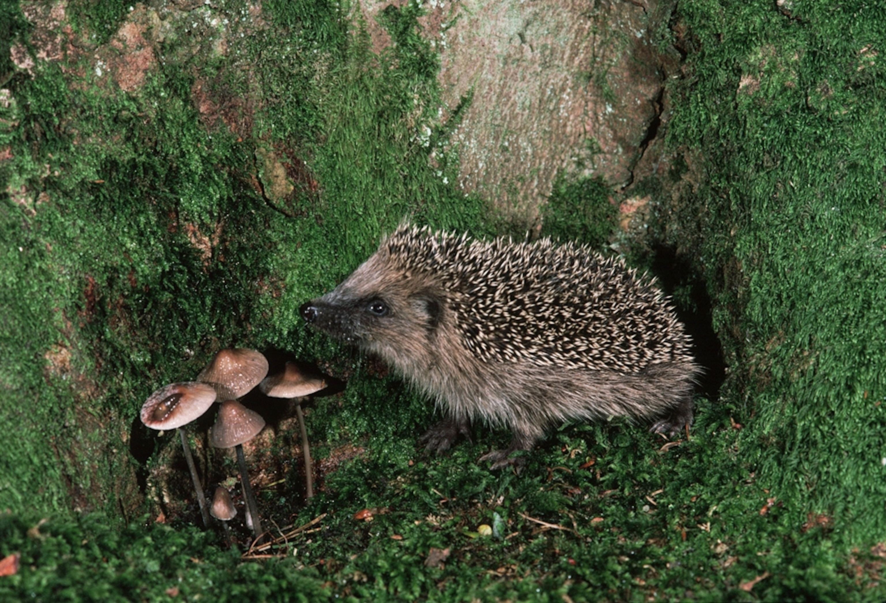 Hedgehog picture - hedgehog on moss in England