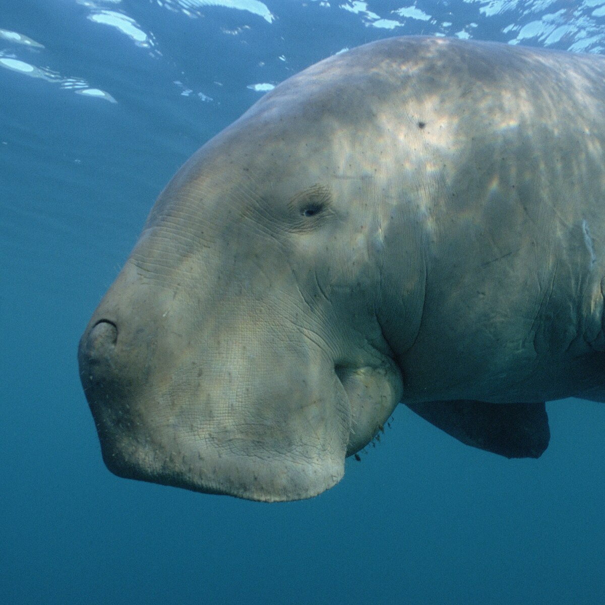 Dugong National Geographic