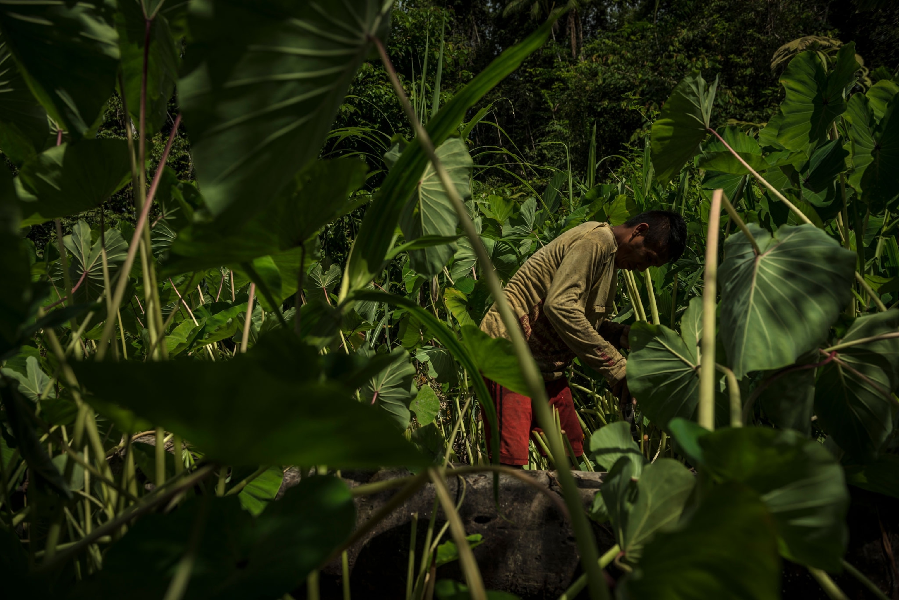 How taro is eaten around the world