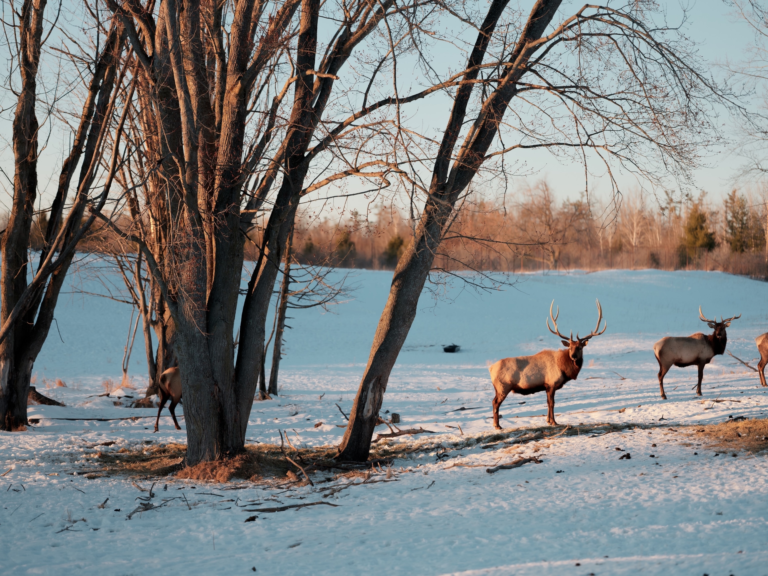 Winter in Michigan