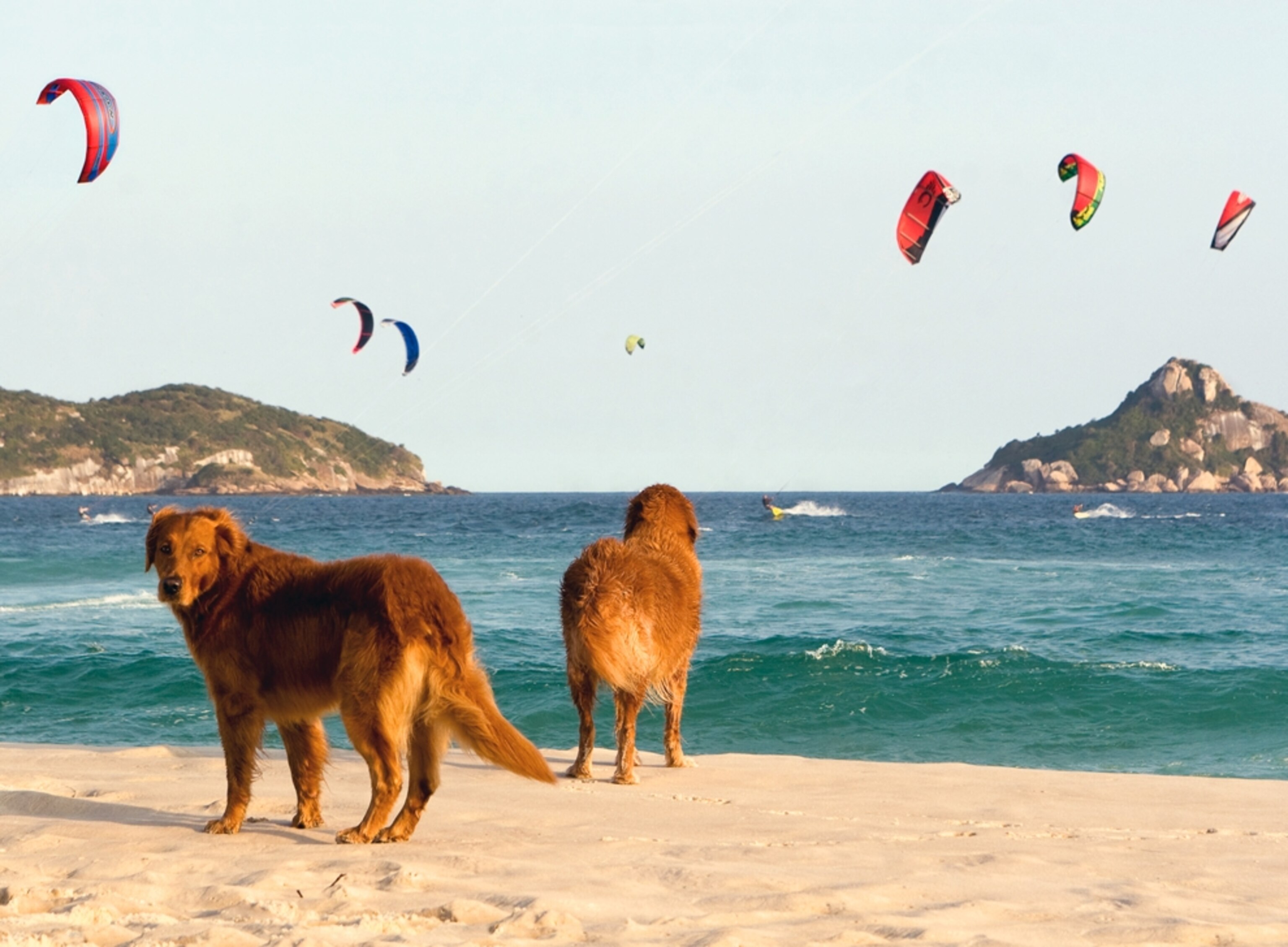 Dogs awaiting kite surfing owner on a beach in Rio de Janeiro