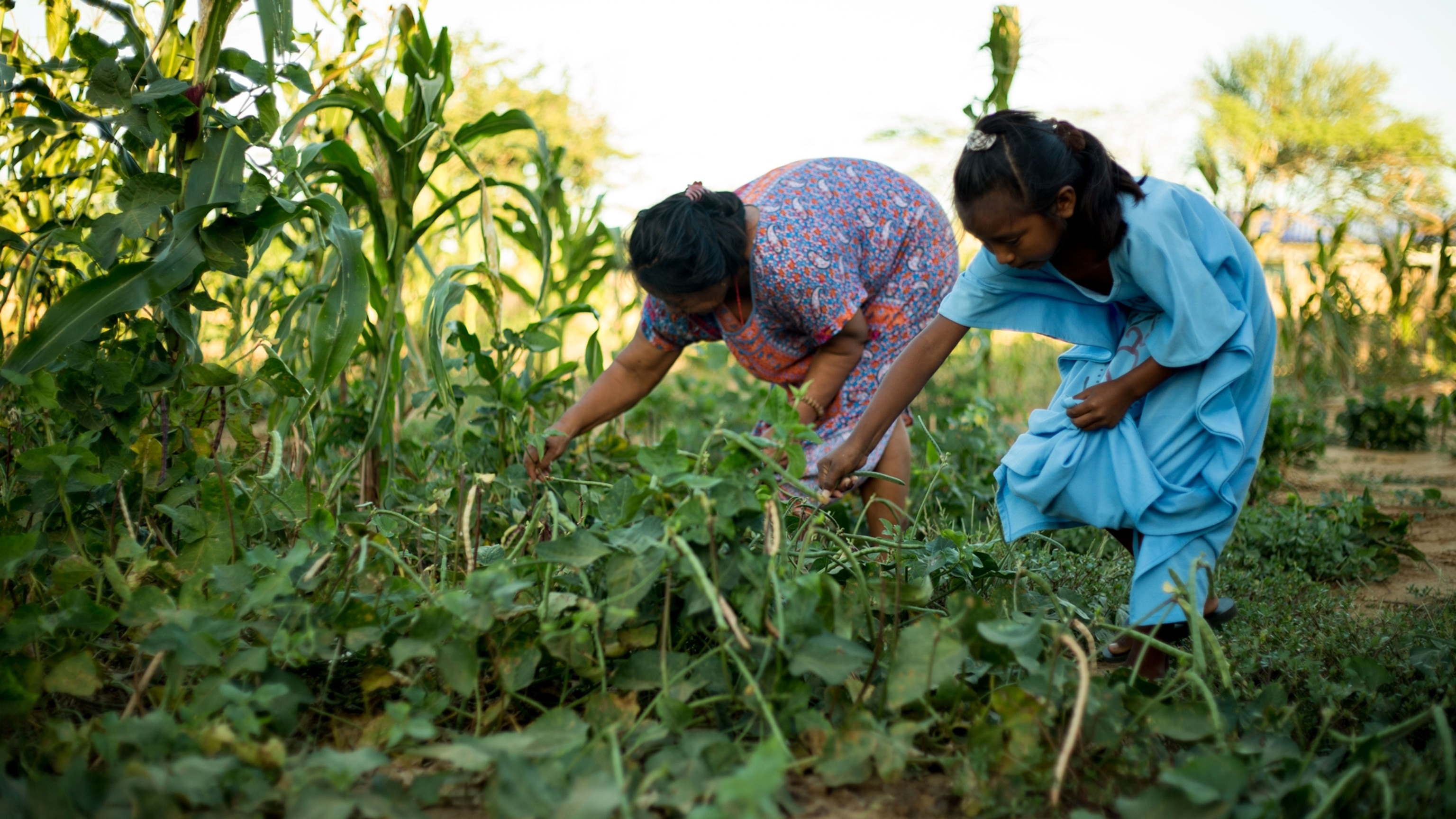 woman and child tend to beans