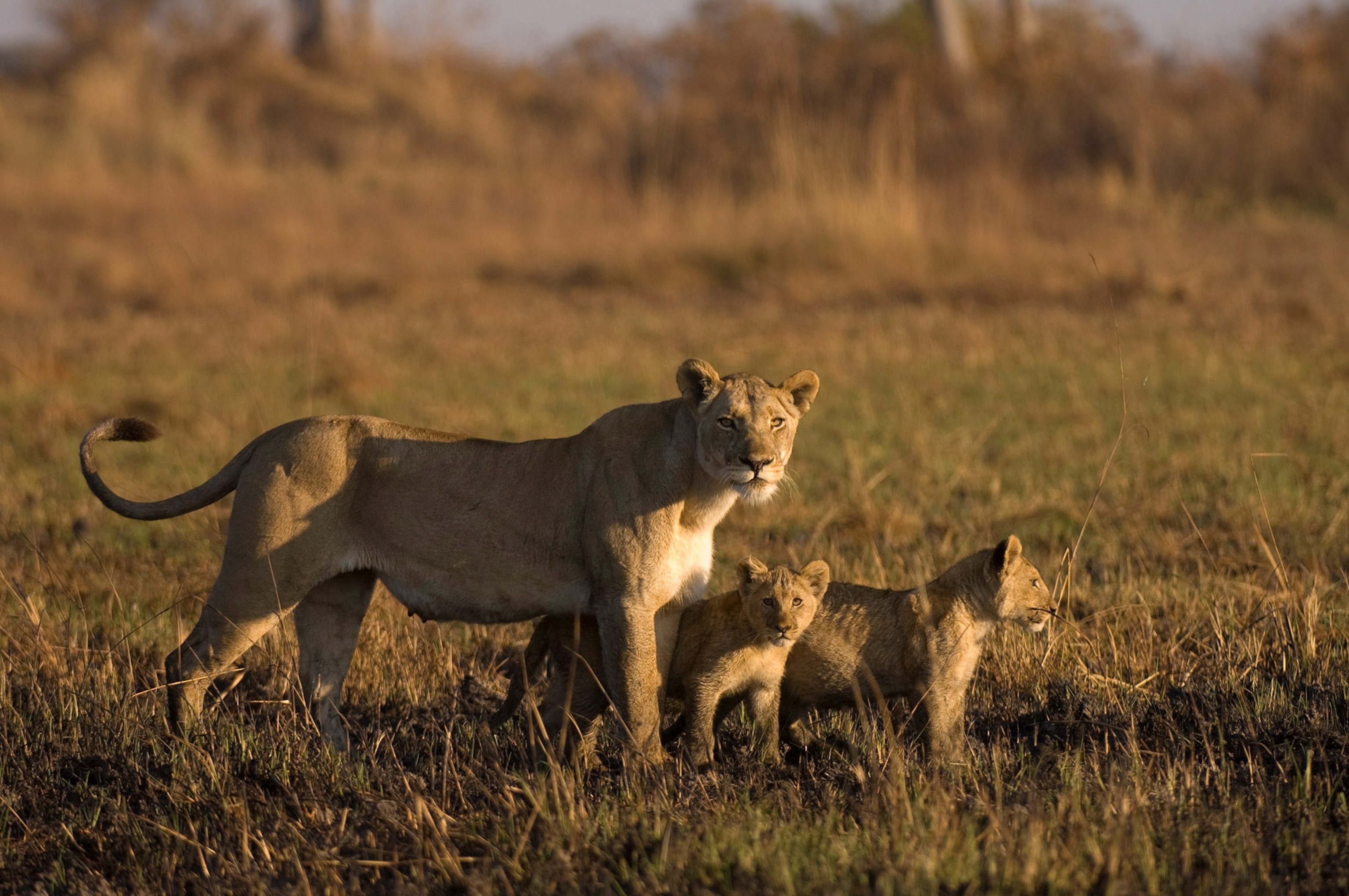 a lioness and her cubs in Kafue National Park, Zambia, Africa