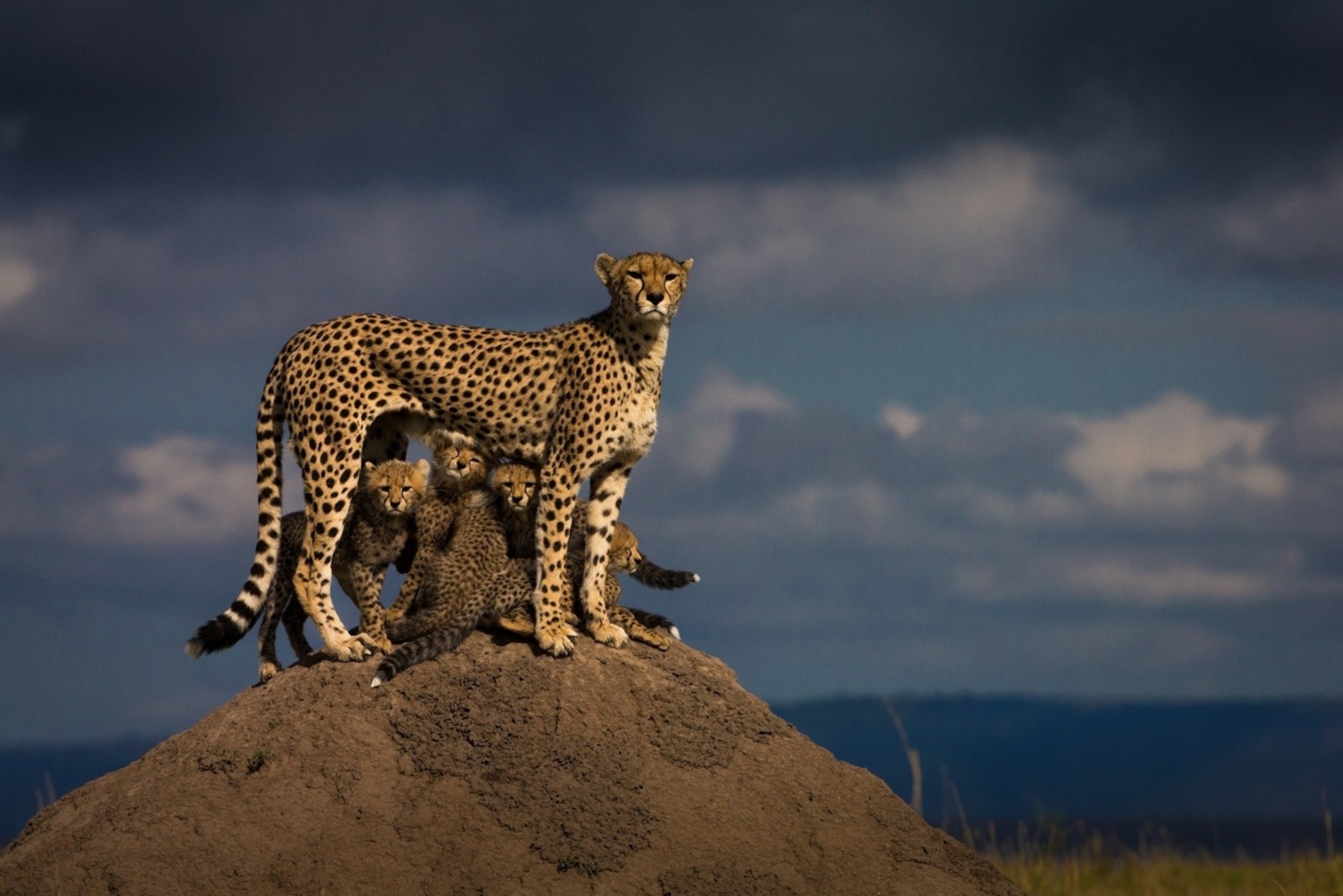a mother cheetah standing over her cubs in Kenya's Masai Mara reserve