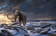 What Killed The Last Woolly Mammoths National Geographic