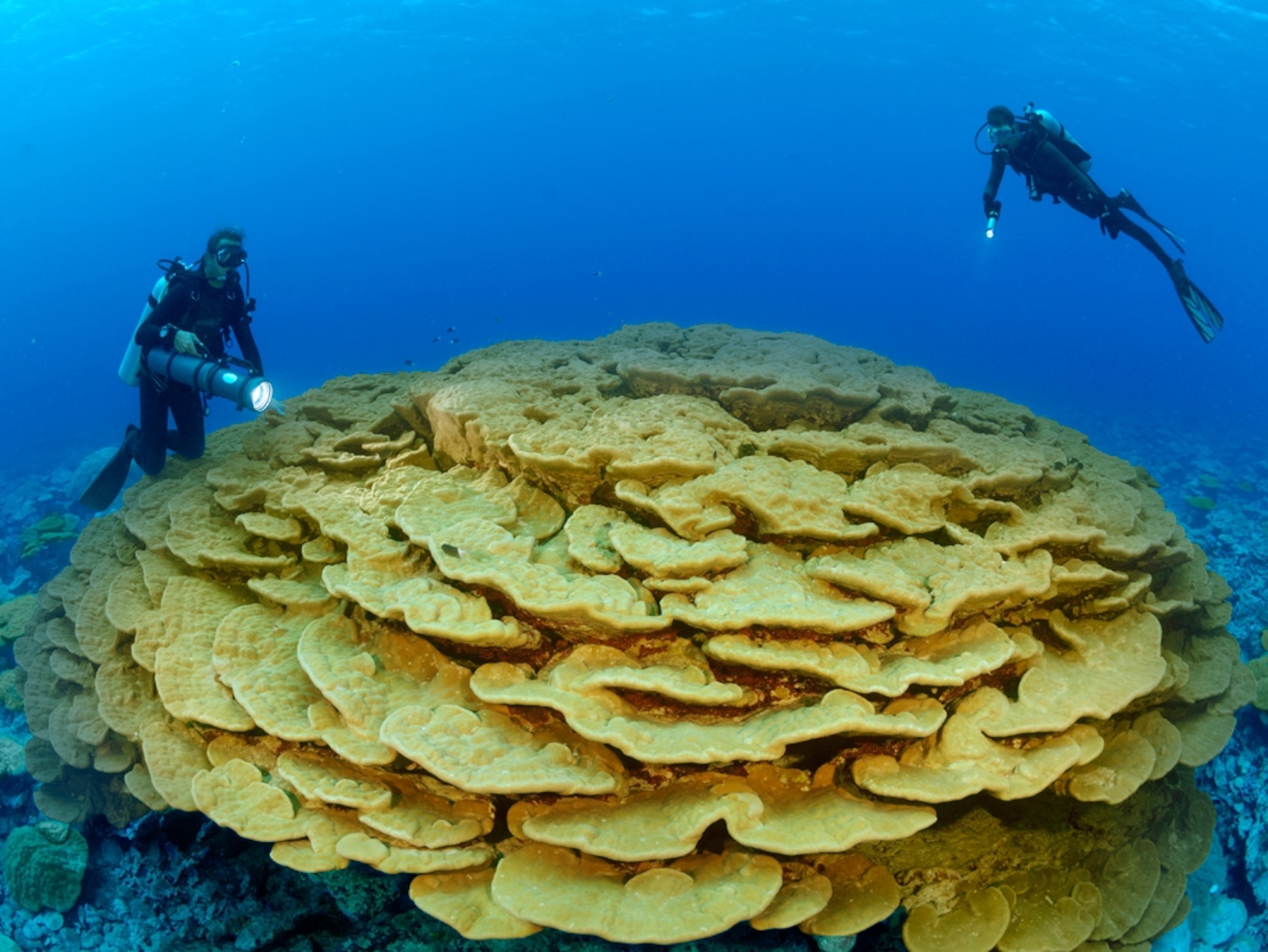 Divers examining large coral