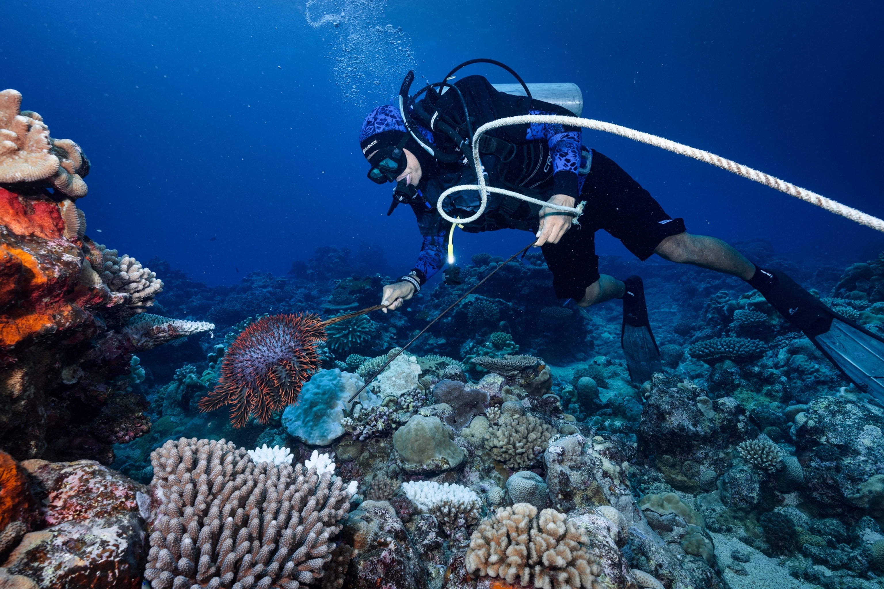 Underwater photo of a scuba diver removing crown-of-thorns starfish with two long sticks from the reef.