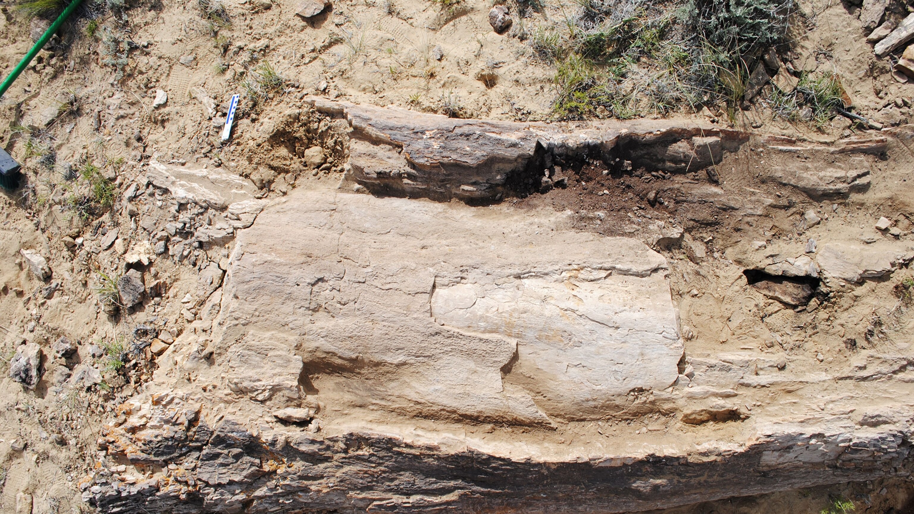 Huge Fossil Is Oldest Giant Flowering Tree In North America