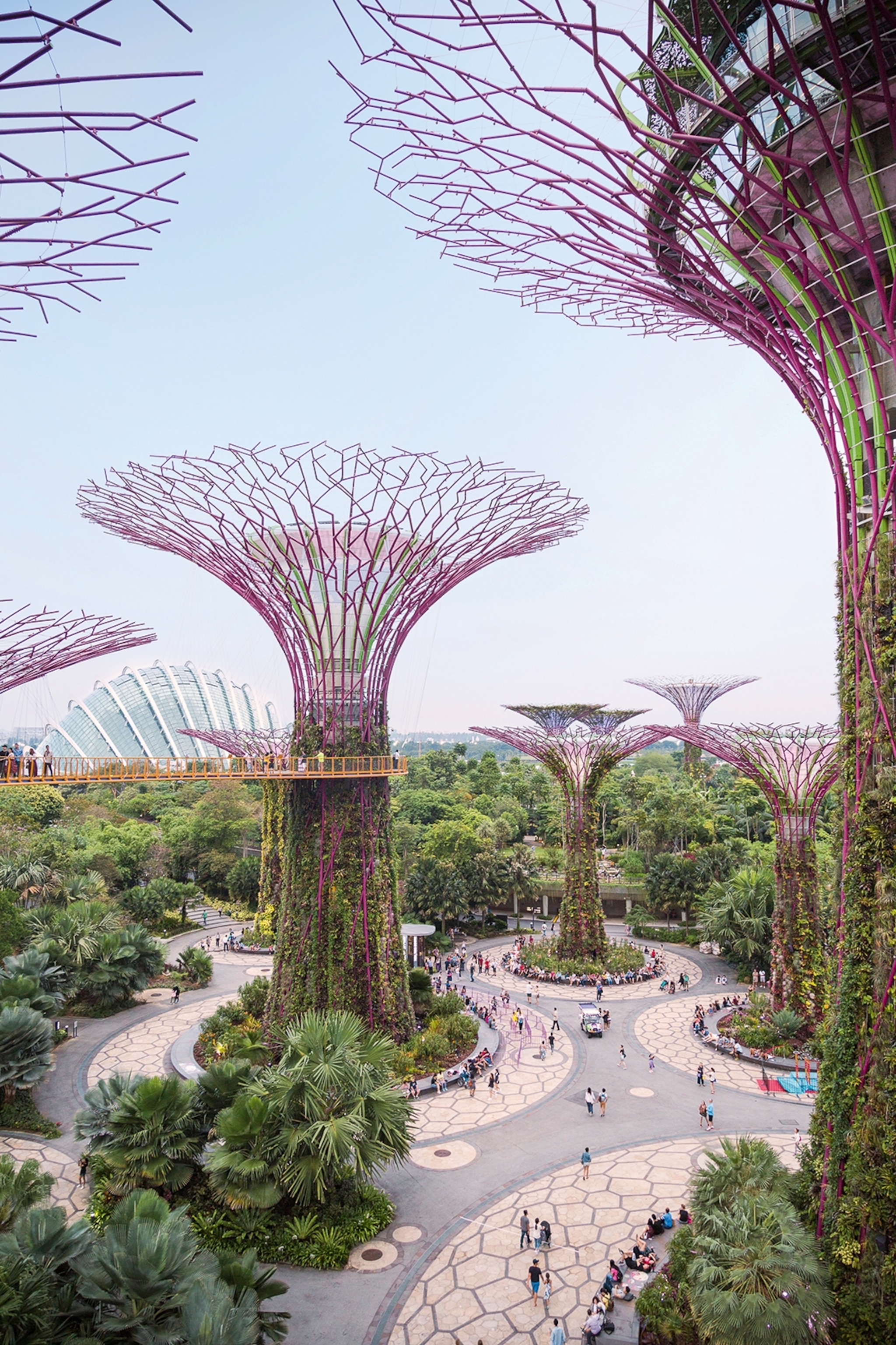 A cluster of tree-like structures that are slowly overgrown by vines.