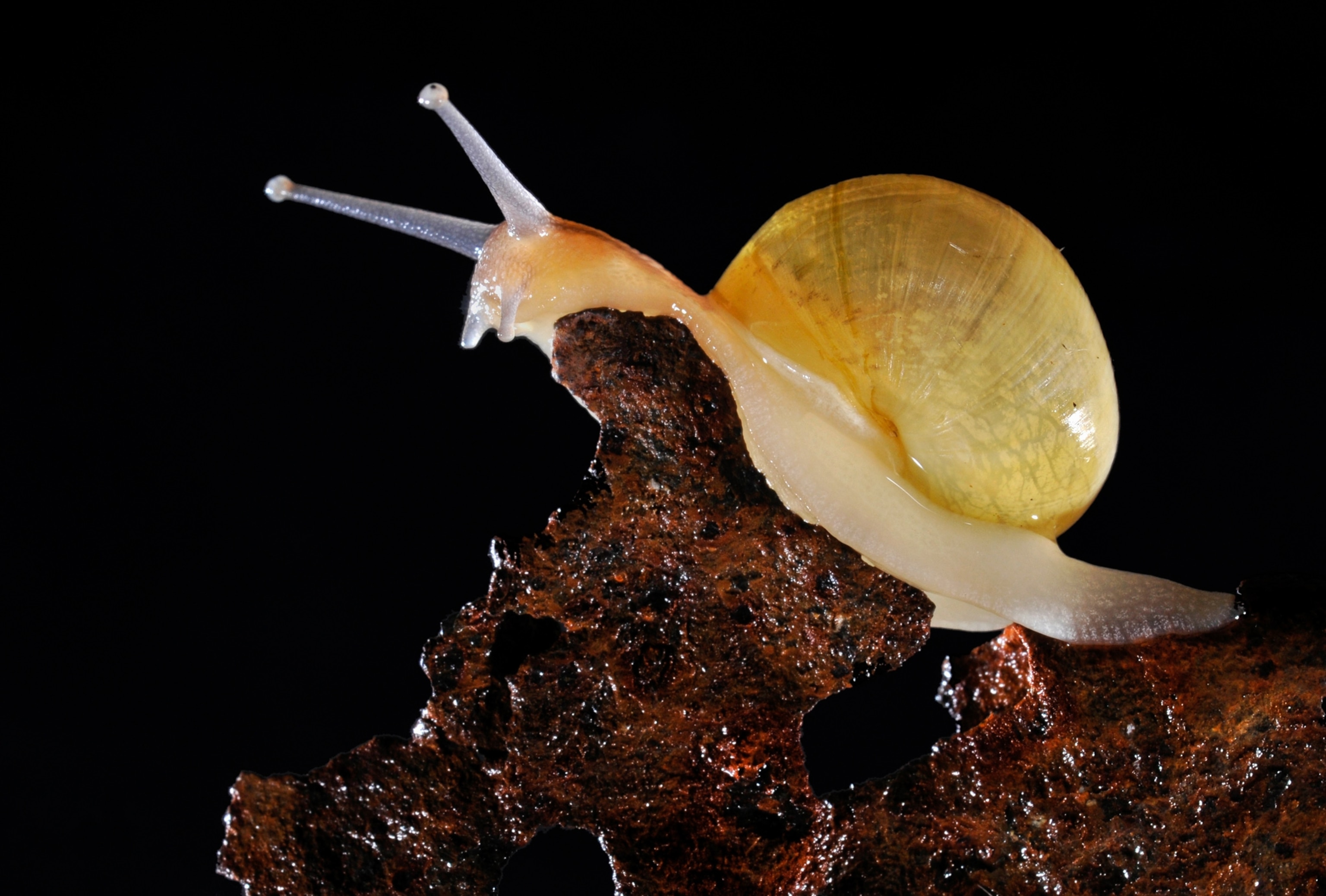 a snail.