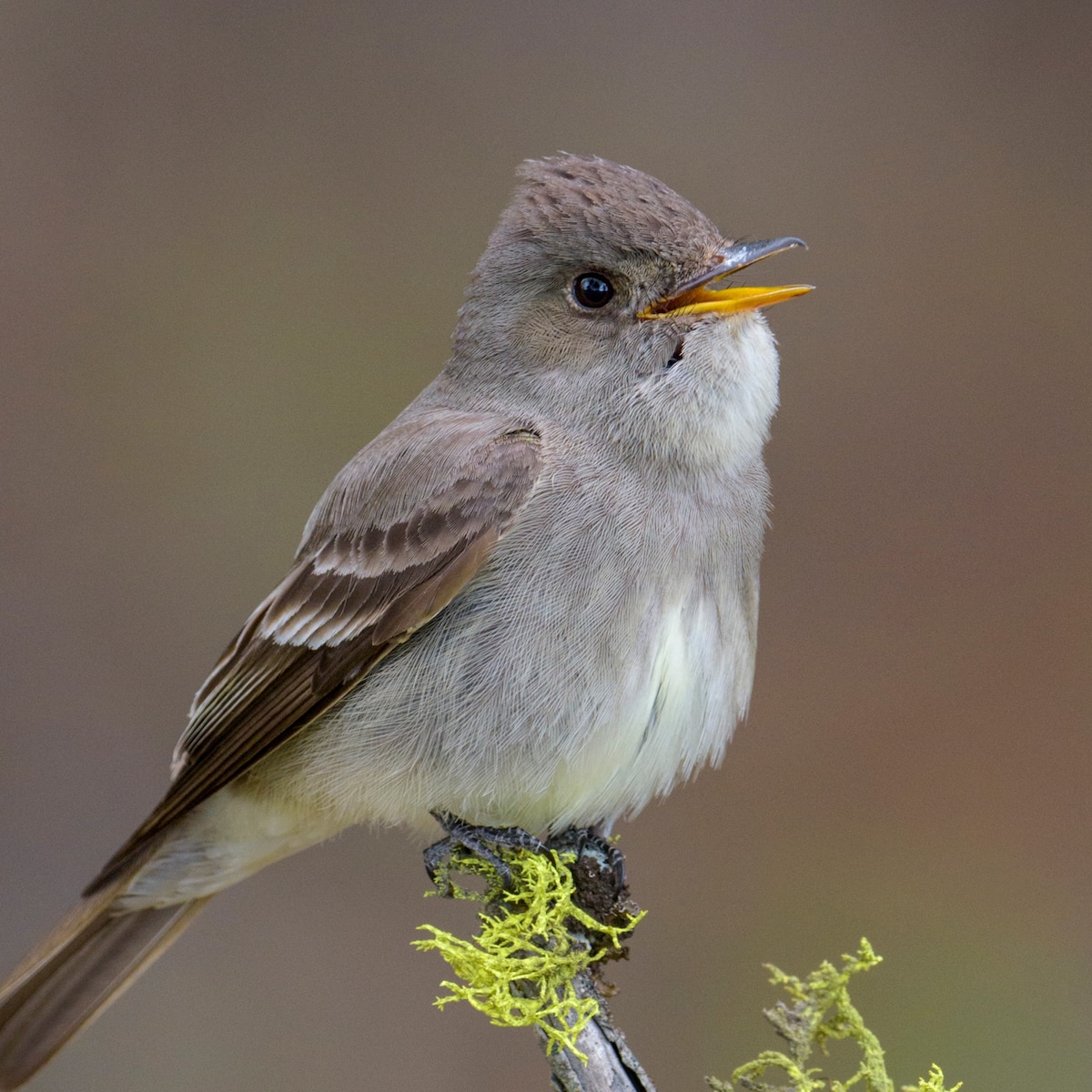 Western Wood Pewee National Geographic