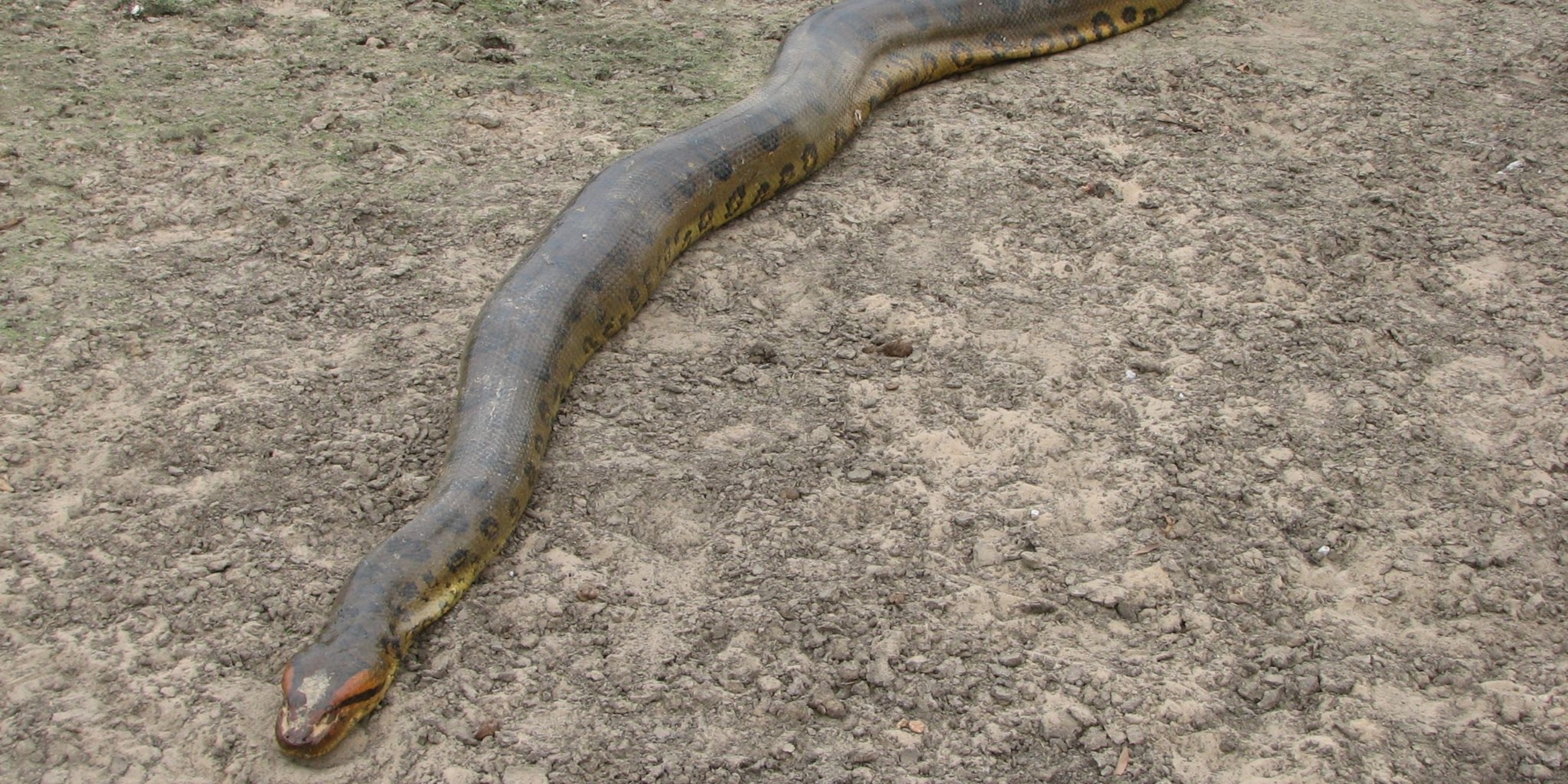 Green Anaconda National Geographic