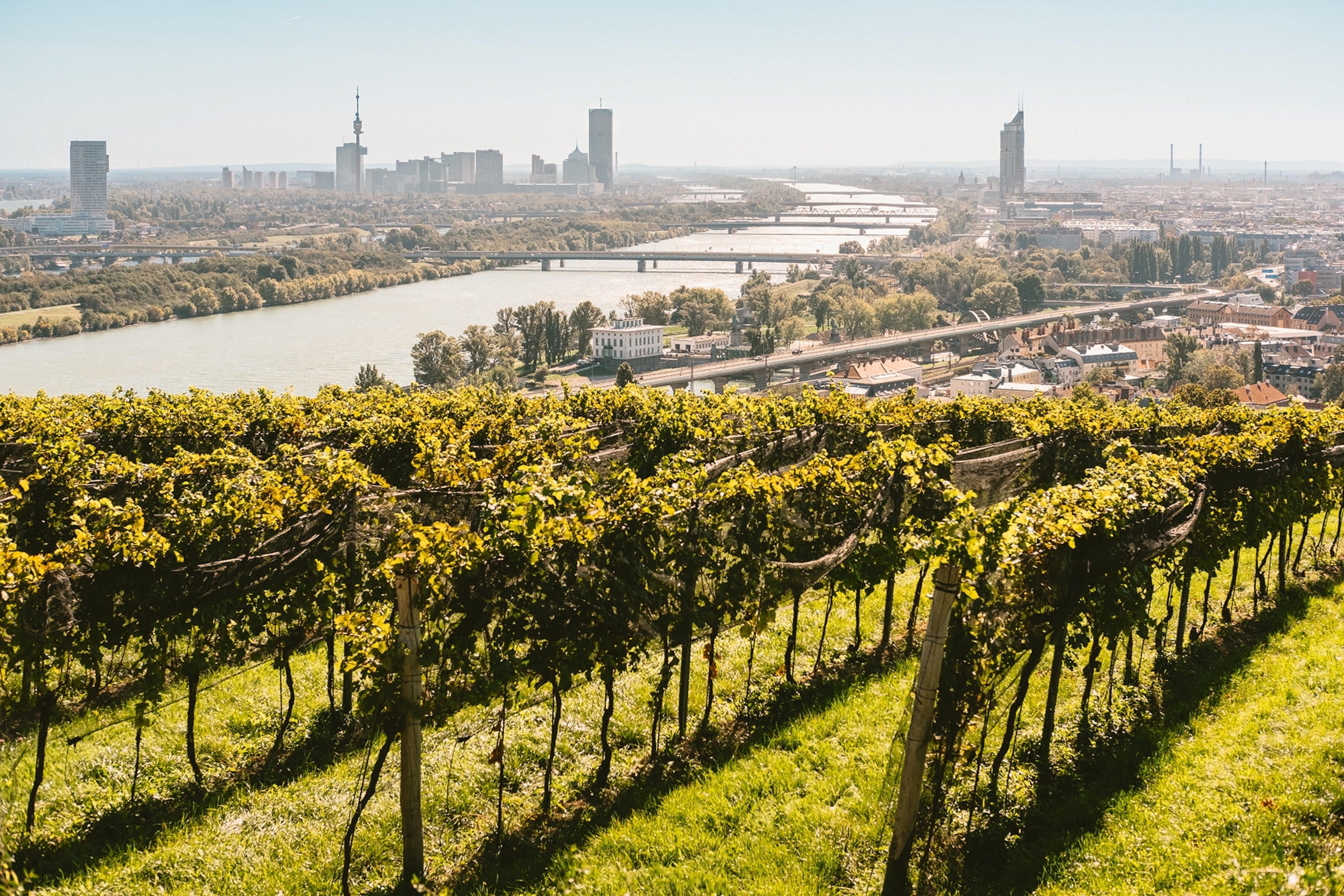 Rows of vines on a hill in the sun with a city unfolding below.