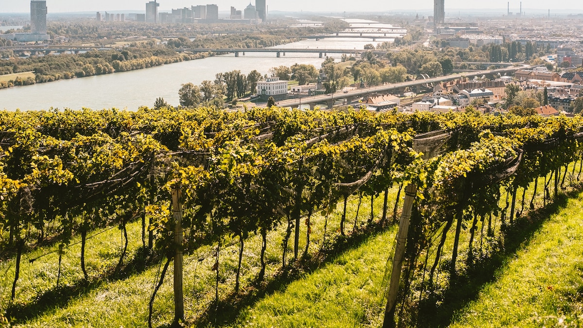 Board Vienna's wine train to see a different side to the city