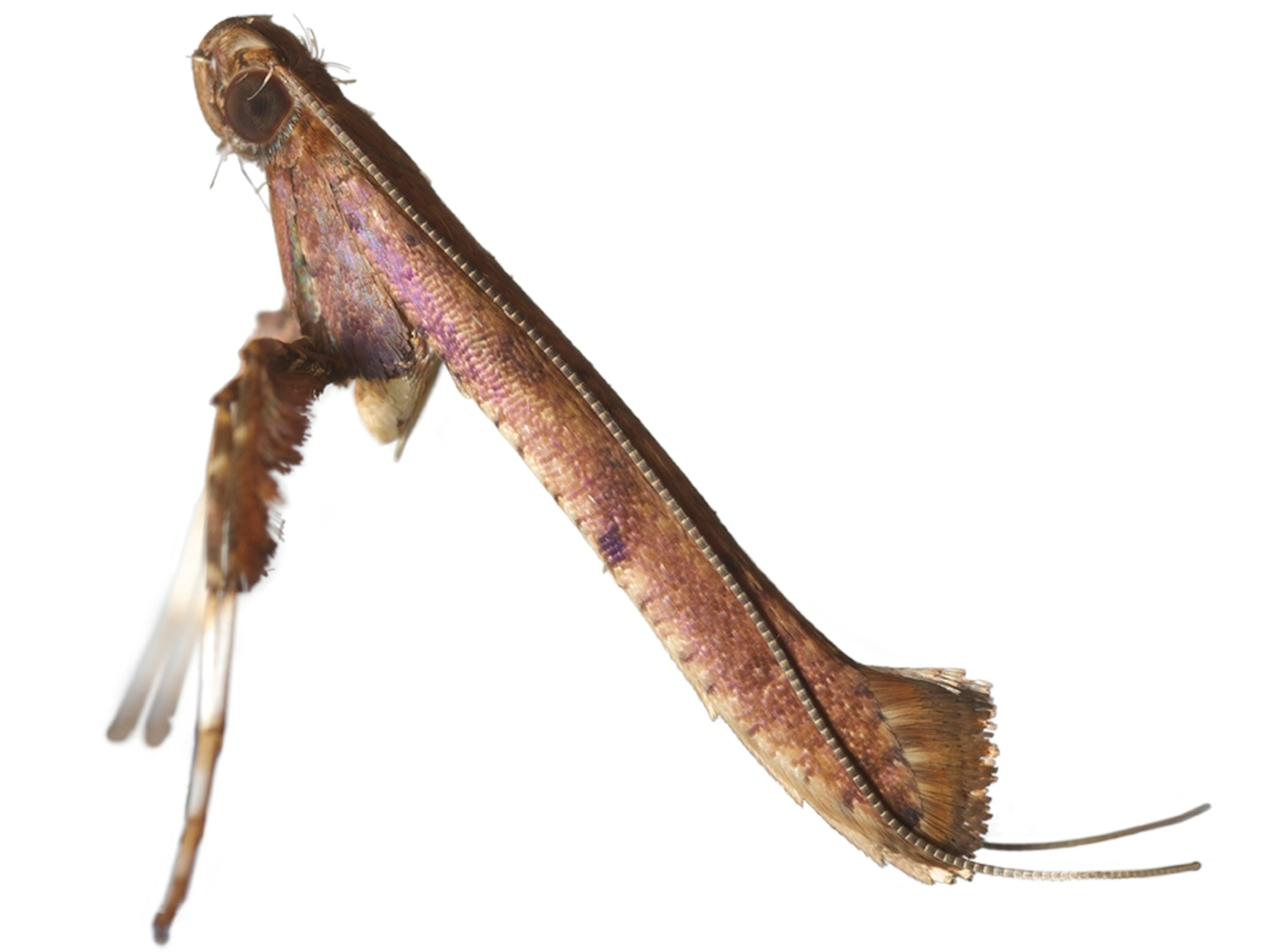 Common Name: Leafminer moth, Scientific Name: gracillariid sp.3, Magnification: 3x,