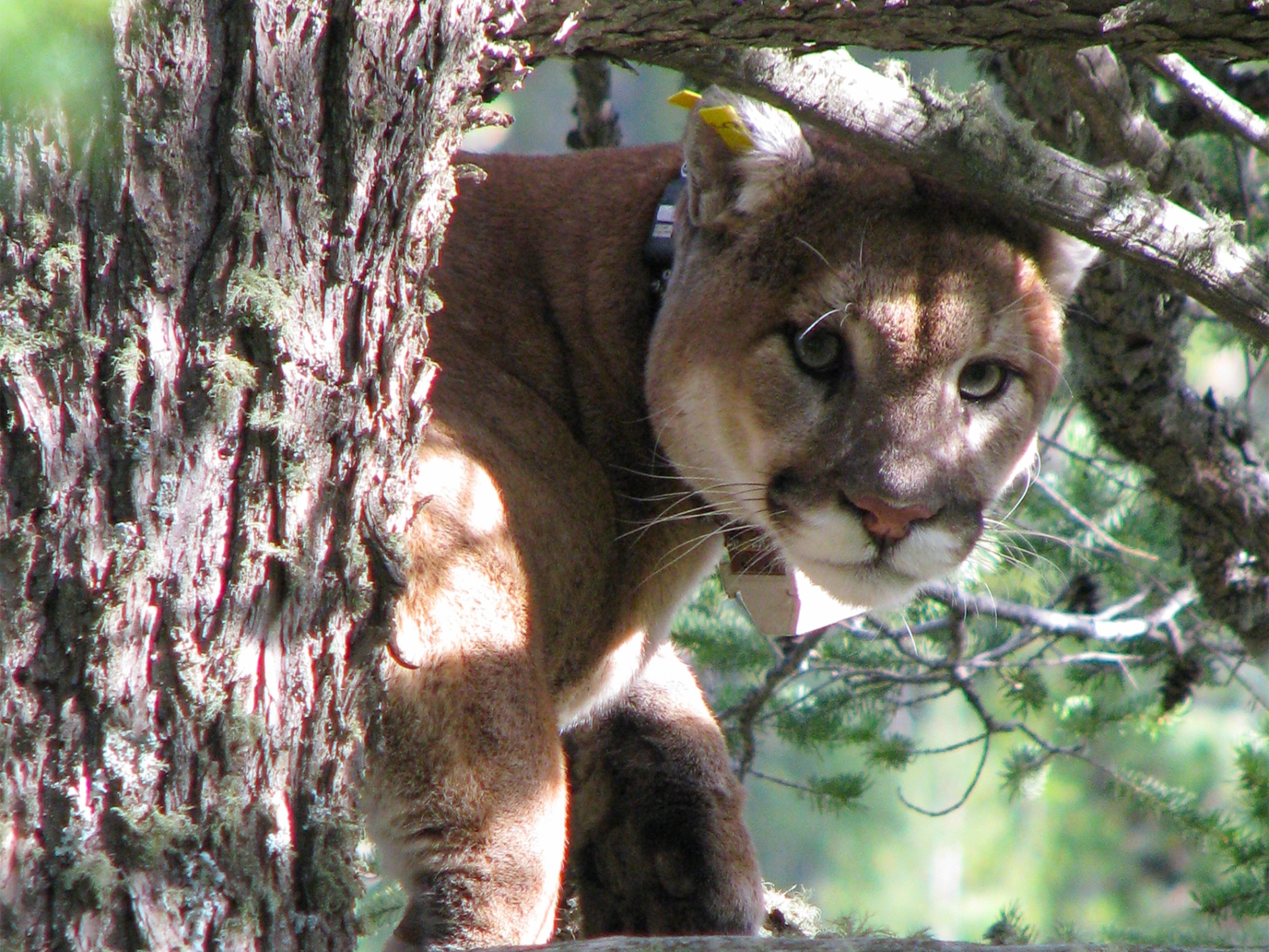 a mountain lion collared by the WWF.