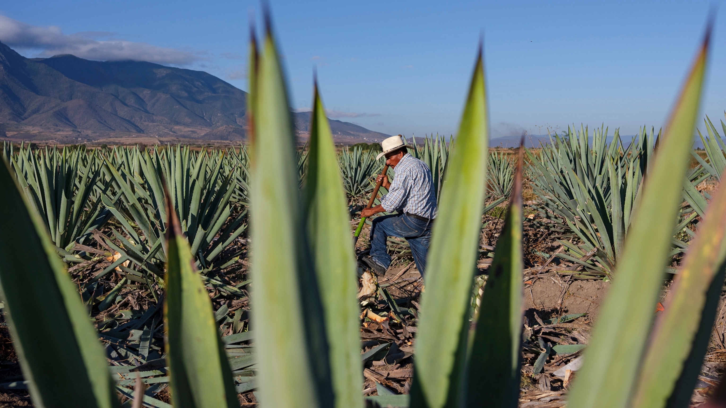 Coastal Oaxaca 2026: When to visit, where to stay, and what to do