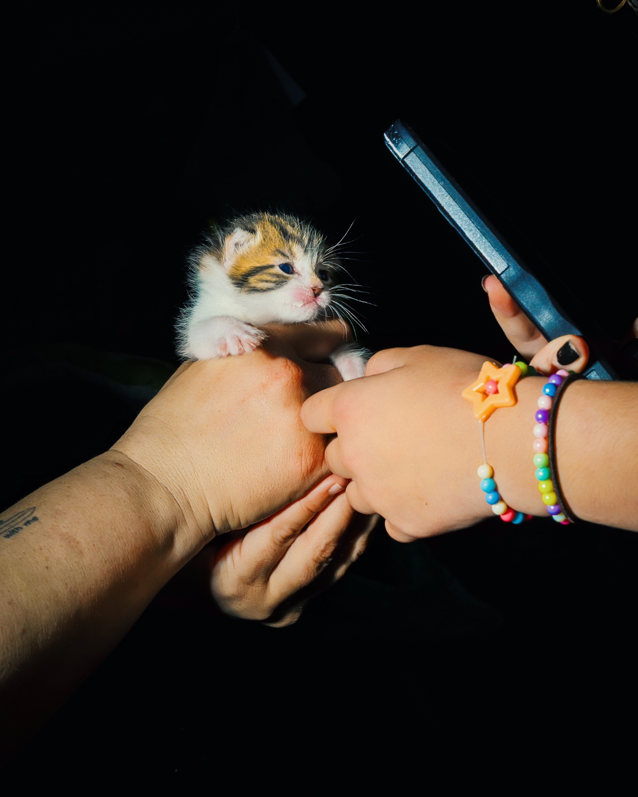 A kitten being held as someone takes a photo with their phone
